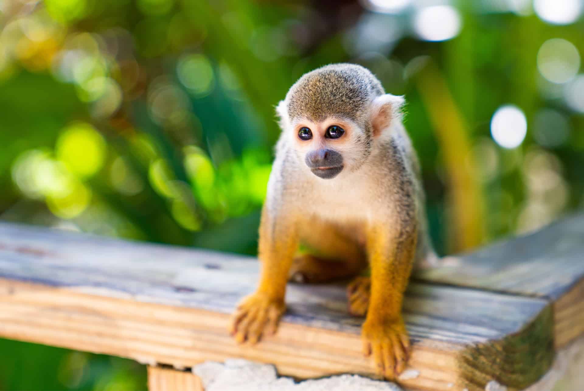 que faire a punta cana monkeyland que faire a punta cana monkeyland