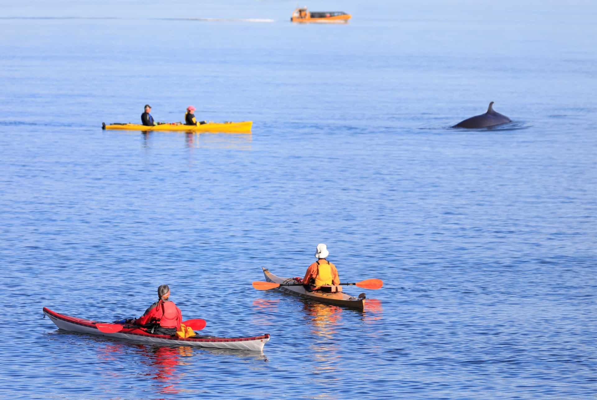 sortie kayak observation baleine canada sortie kayak observation baleine canada