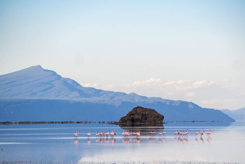 flamant rose lac natron