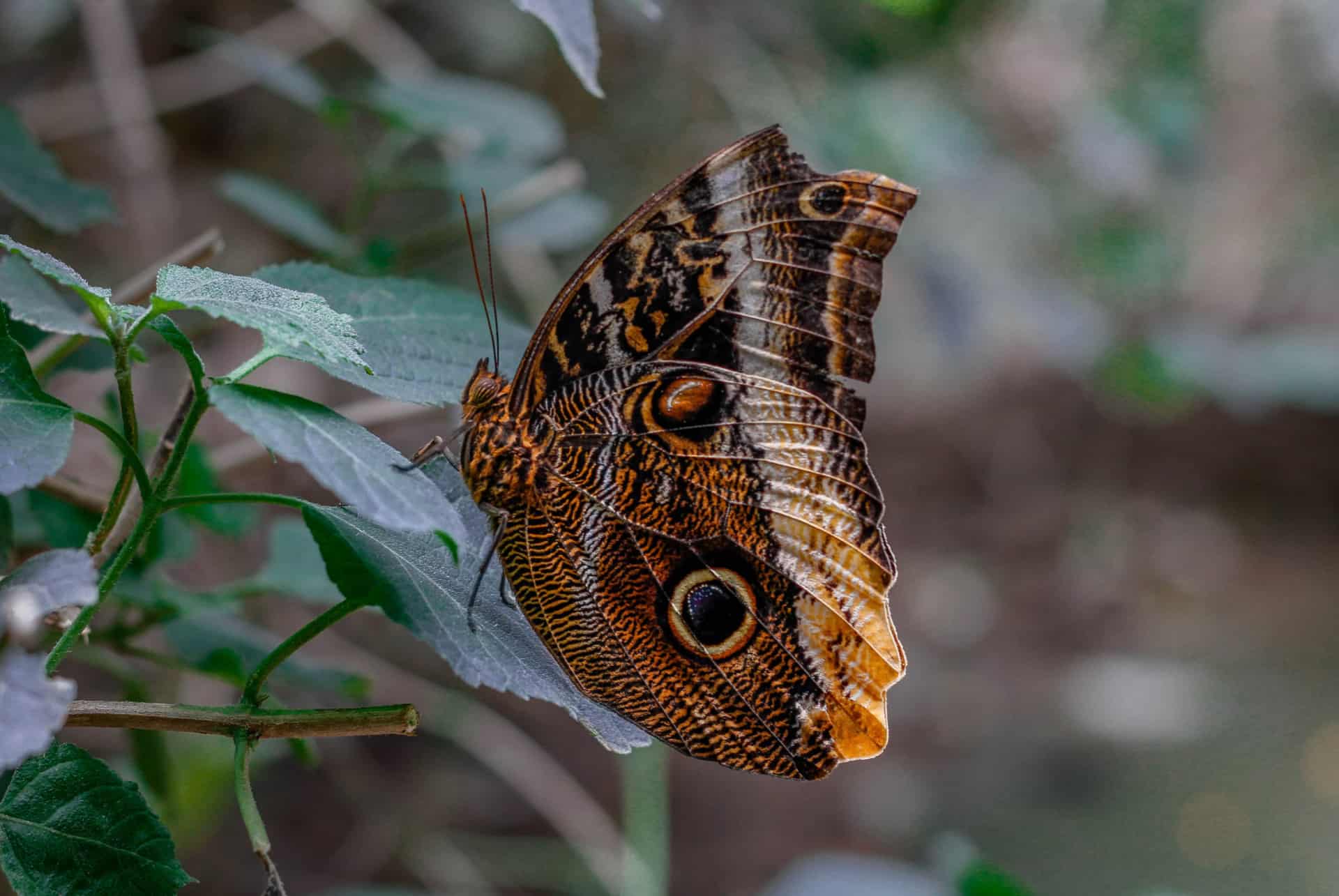 jardin des papillons empuriabrava