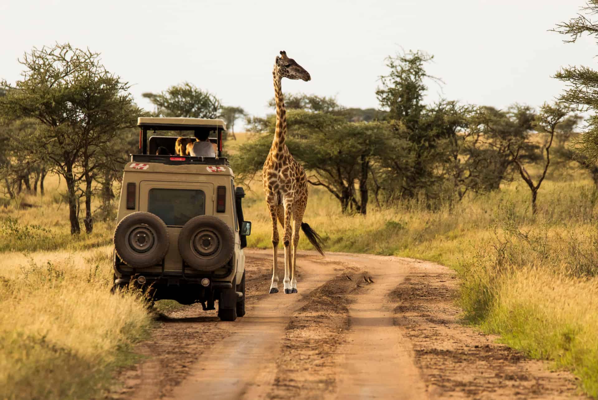 parc serengeti tanzanie