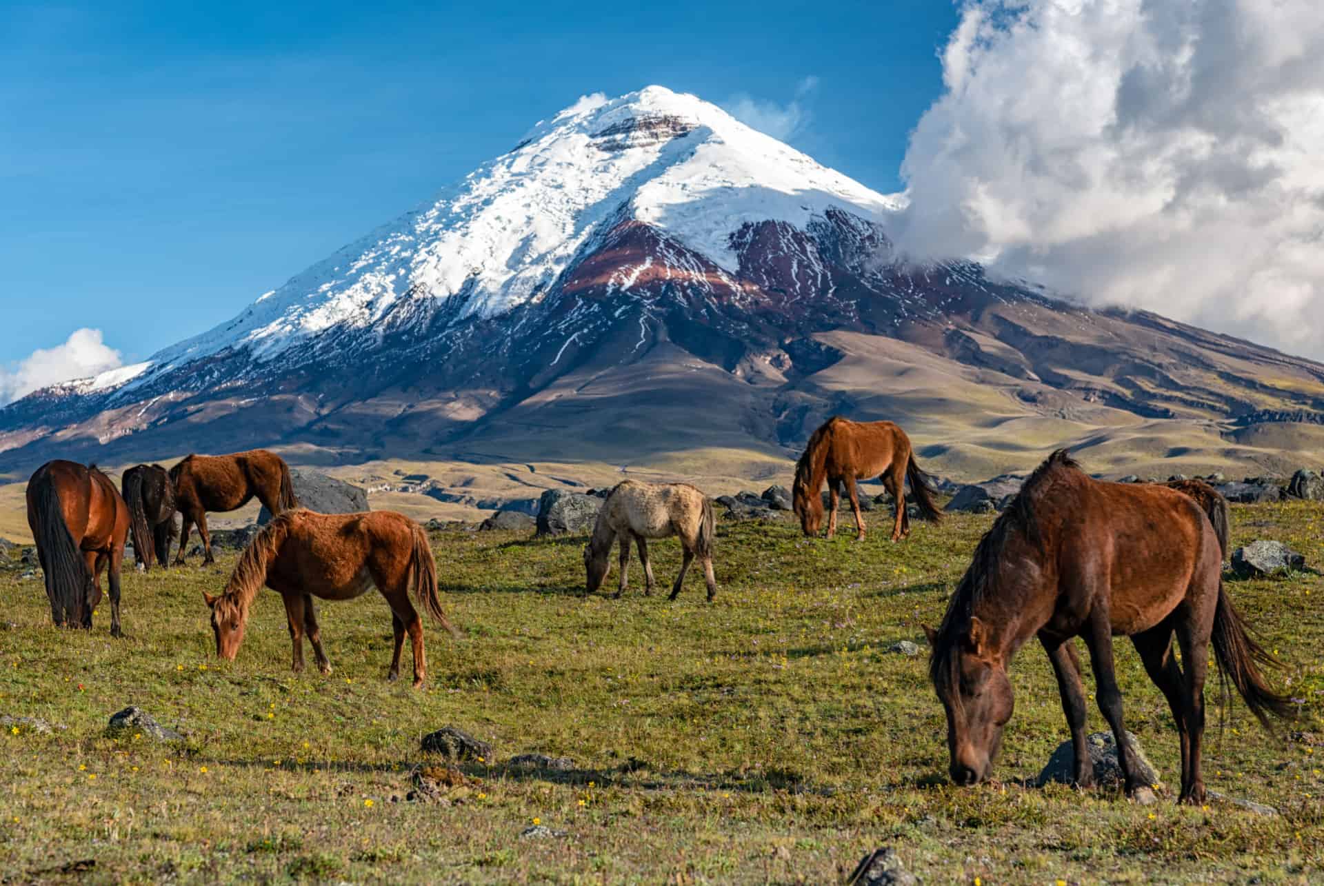 parc cotopaxi et chevaux parc cotopaxi et chevaux