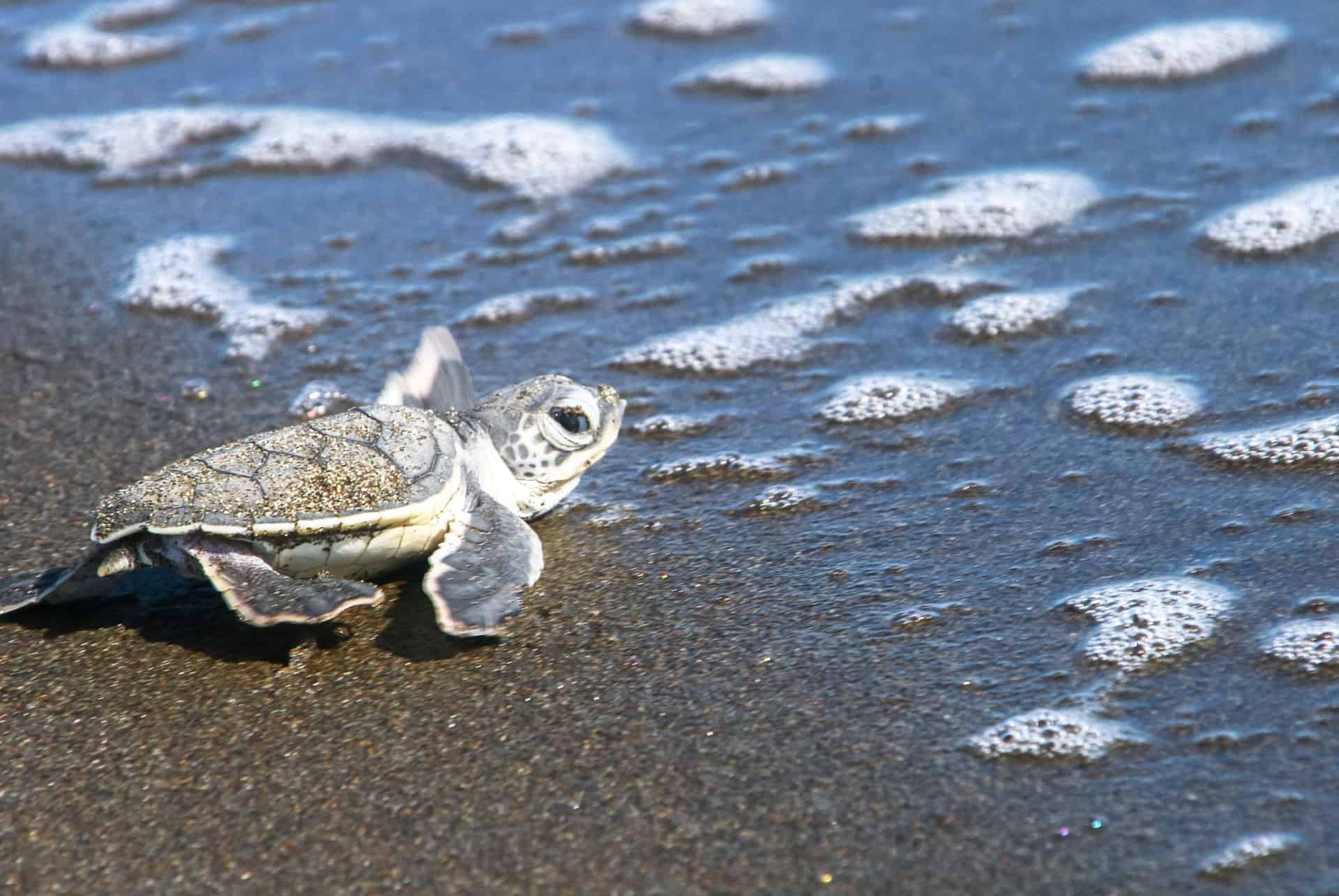 tortue a tortuguero