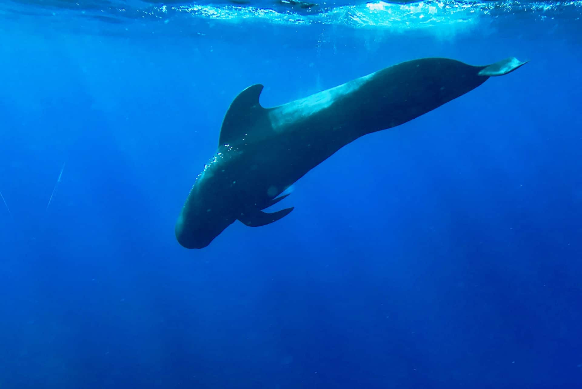 baleines snorkeling tenerife baleines snorkeling tenerife