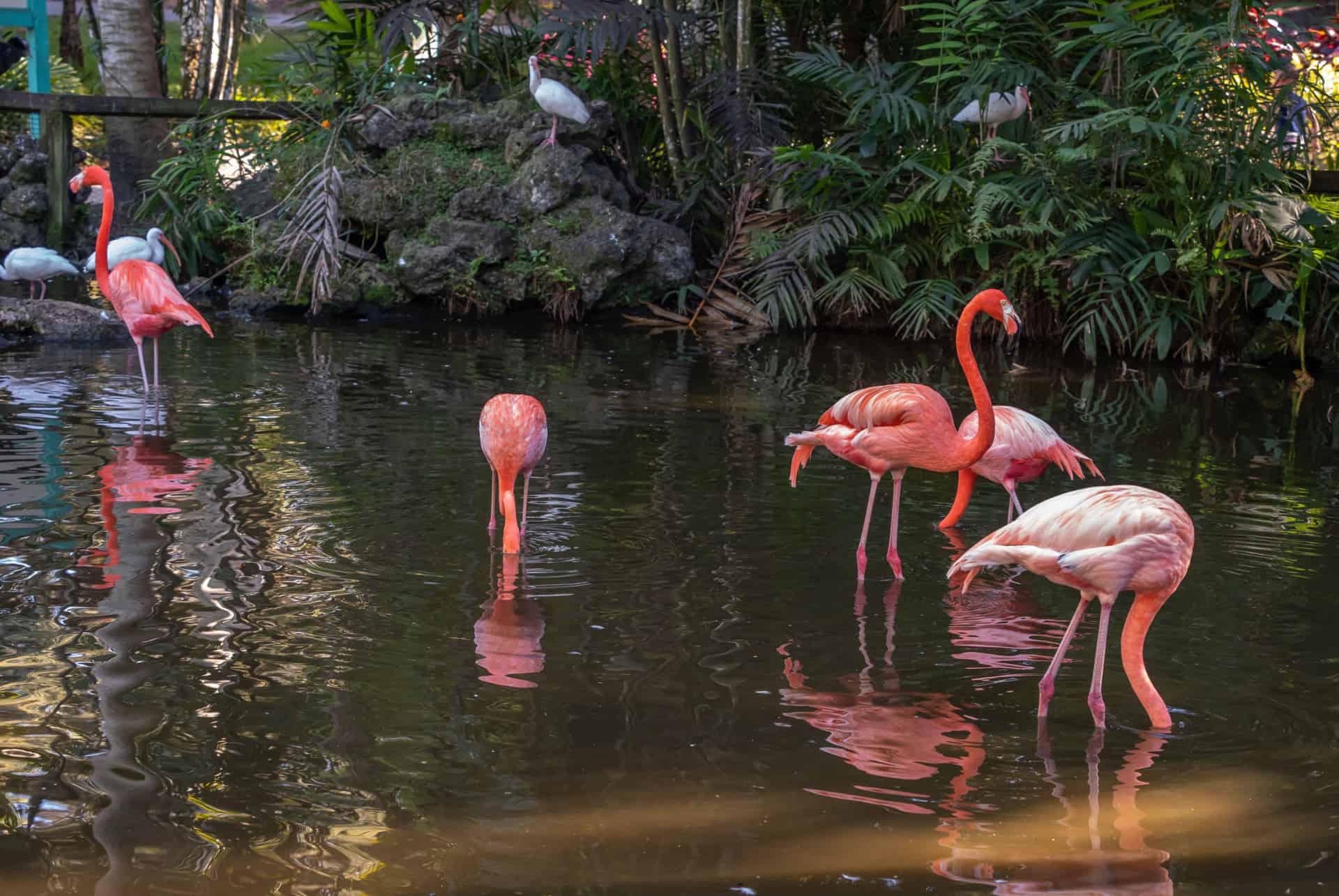 flamingo gardens