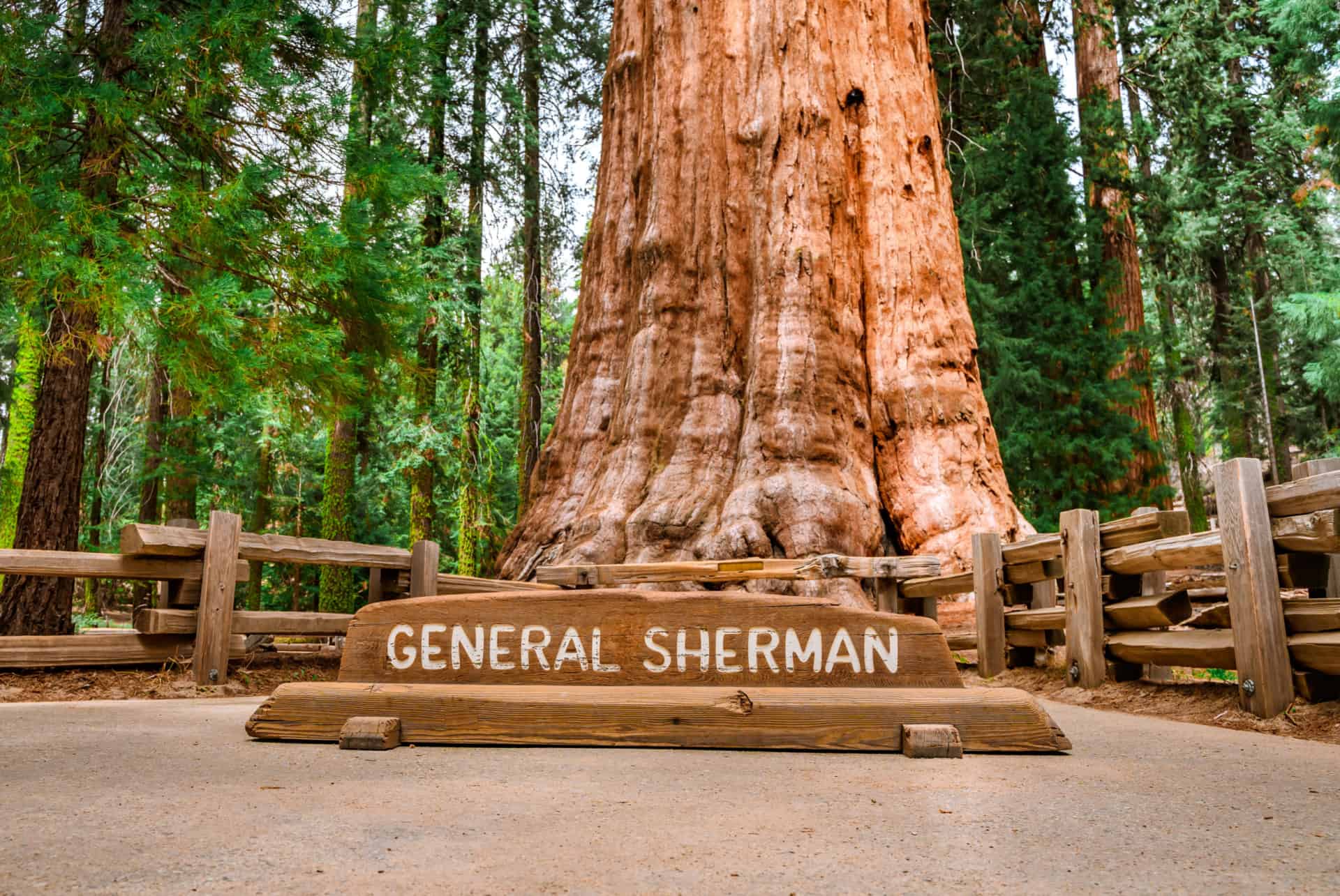 general sherman sequoia park road trip ouest americain