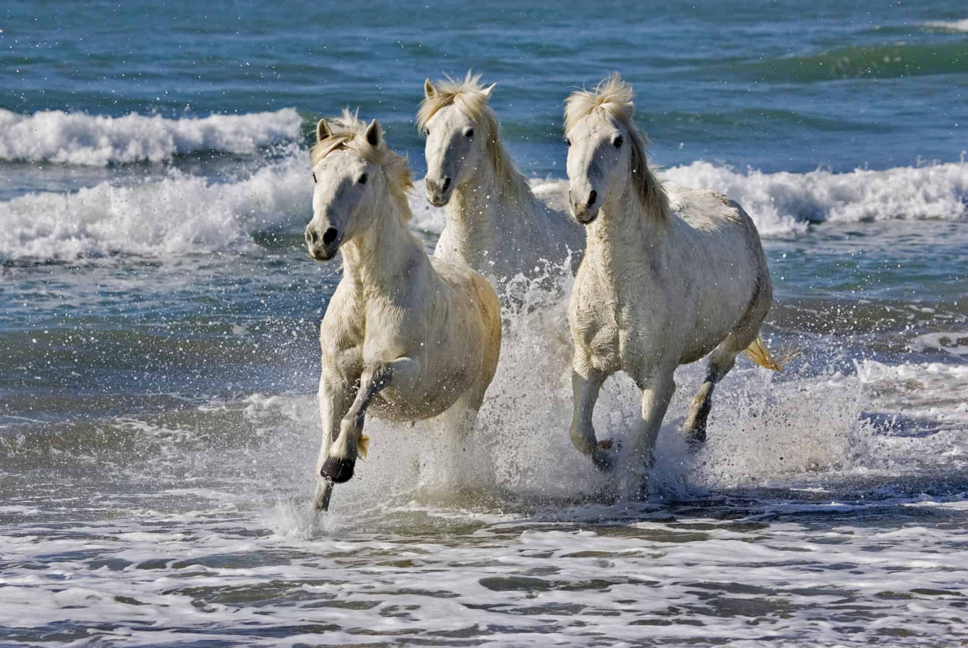 chevaux de camargue que faire dans le languedoc-roussillon chevaux