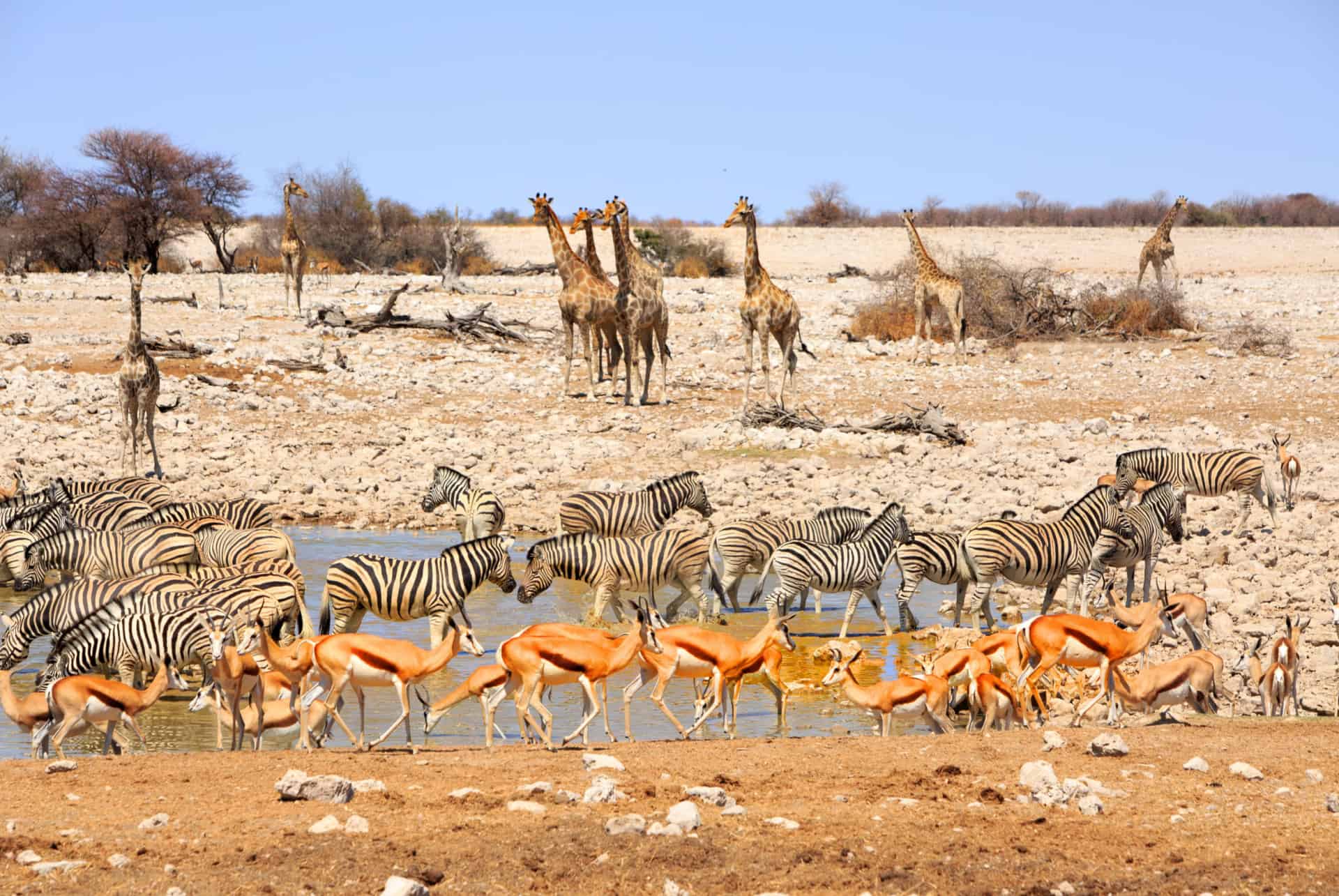 parc etosha animaux