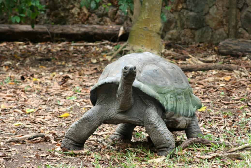 tortue geante haller park