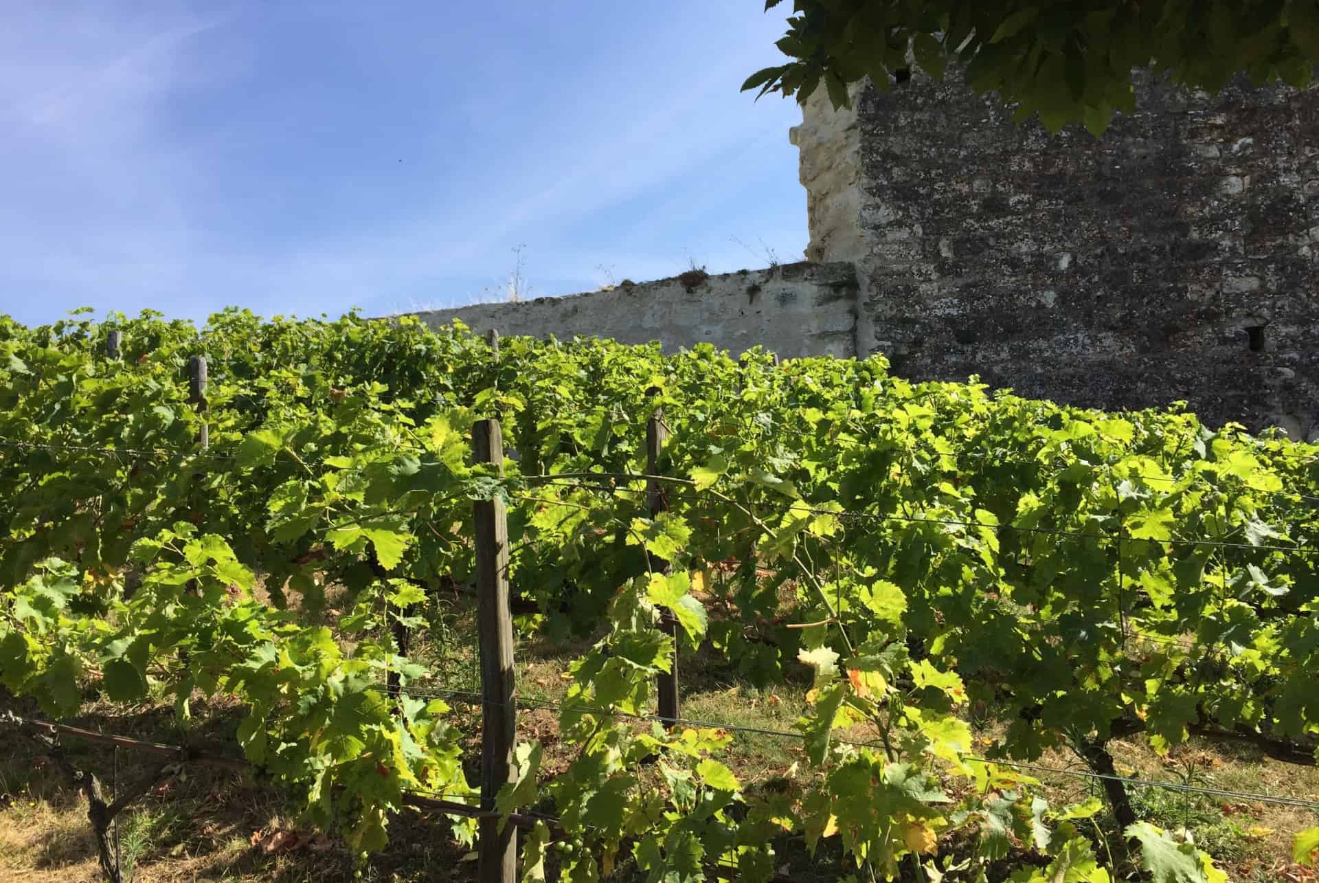 vignoble amboise