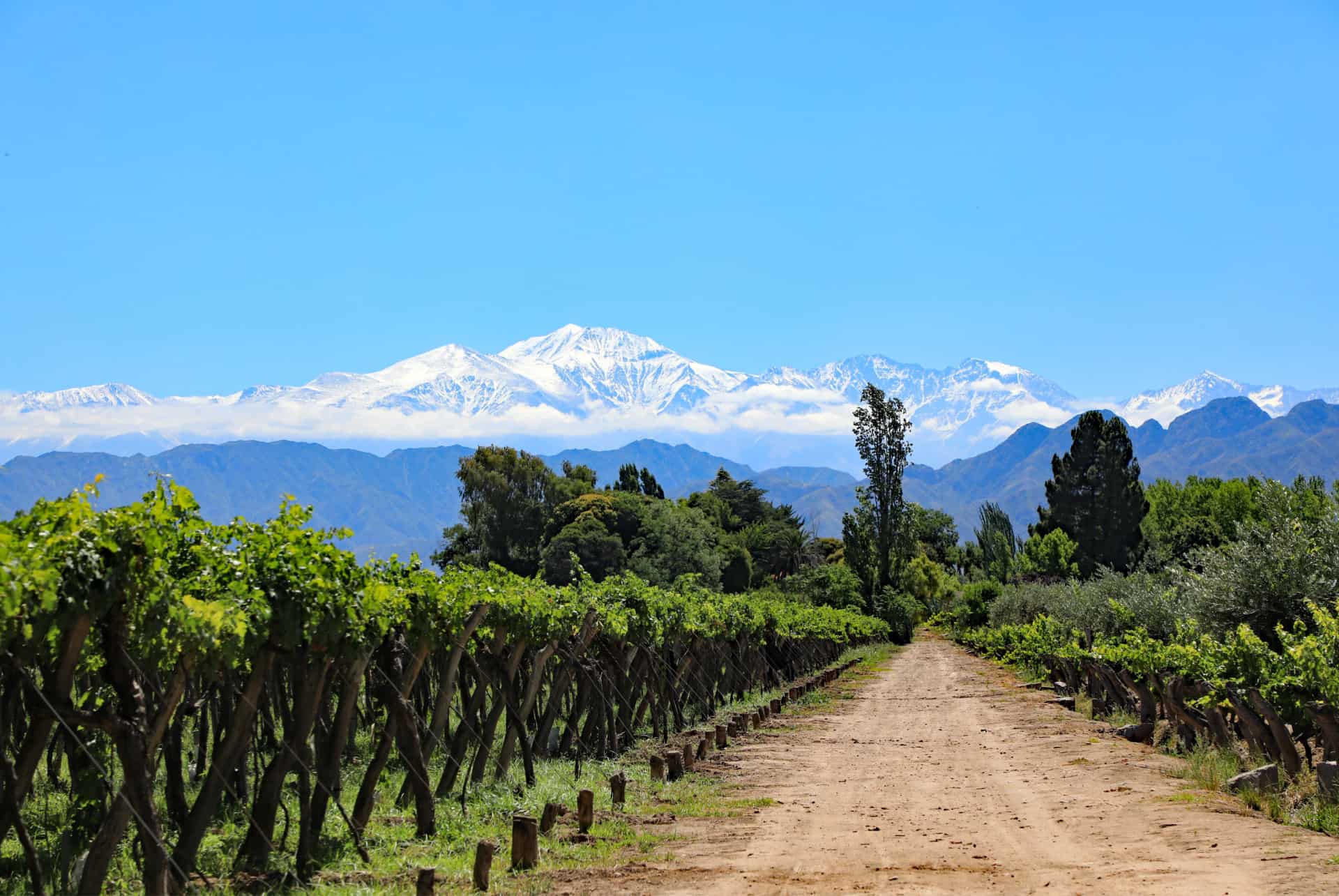 vignoble argentine