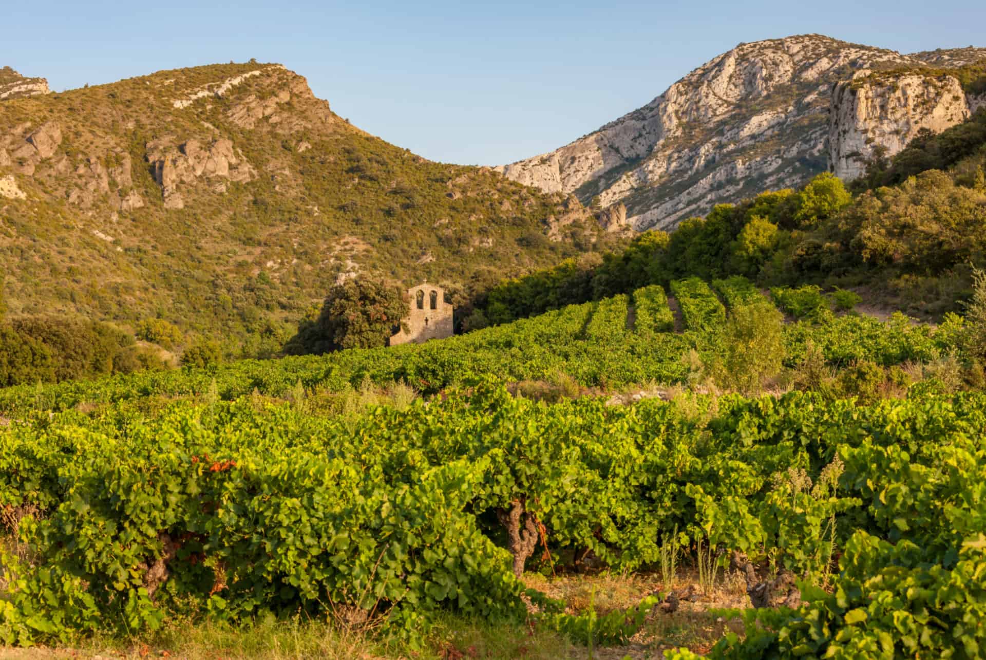 vignoble languedoc roussillon vignoble que faire dans le languedoc-roussillon