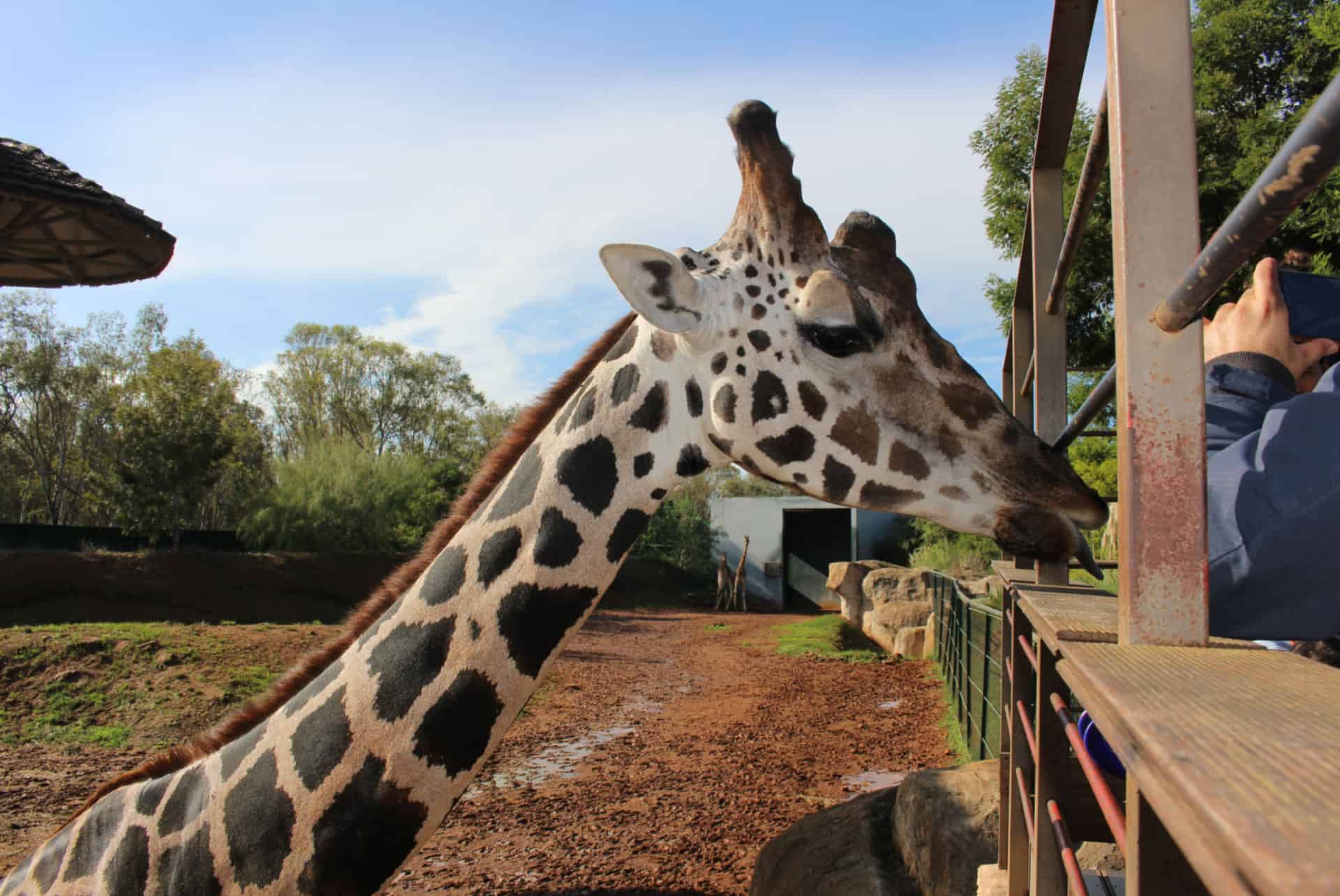 zoo giraffe