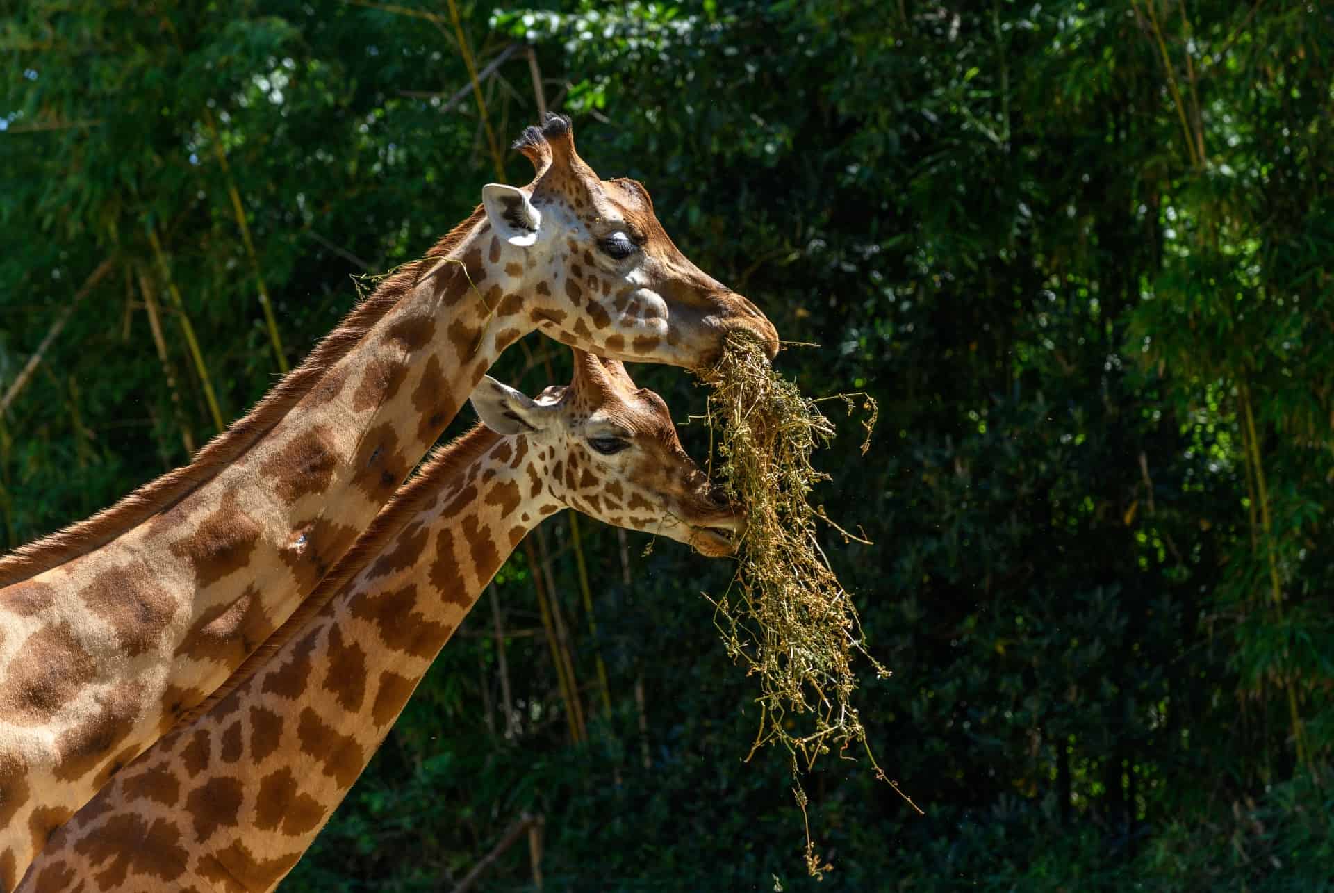 que faire aux sables olonne zoo que faire aux sables olonne zoo