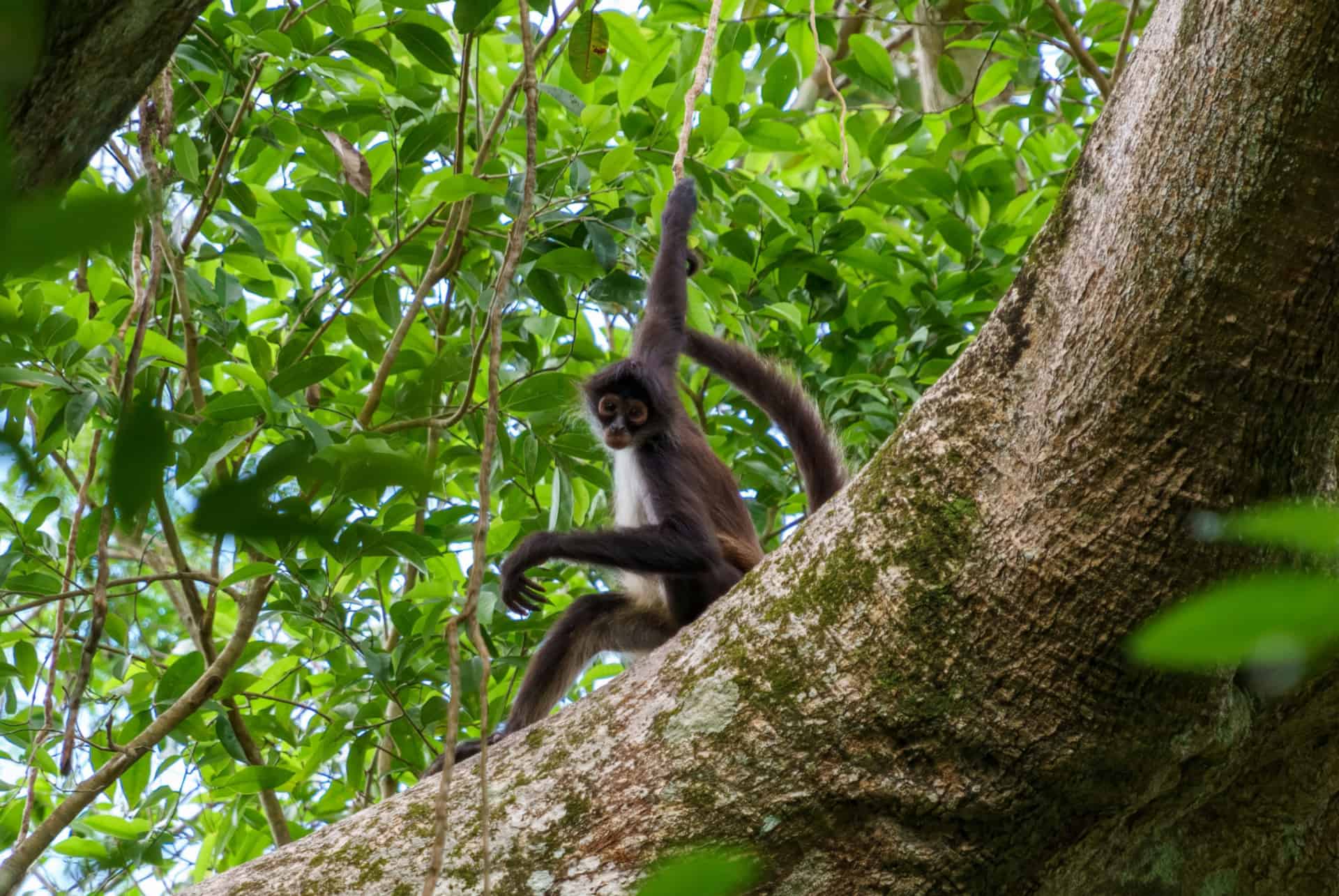 calakmul dans la jungle