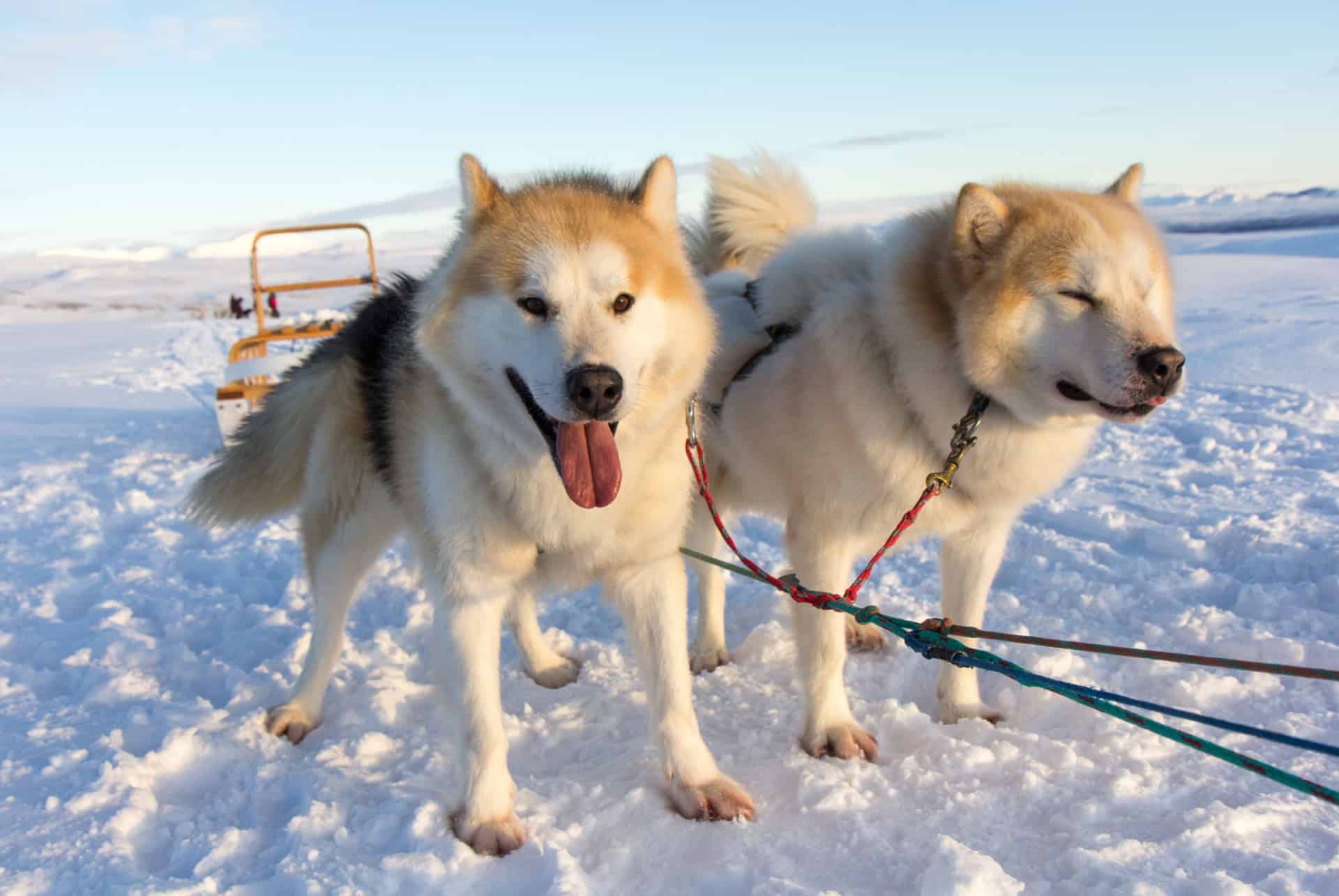 chiens de traineaux