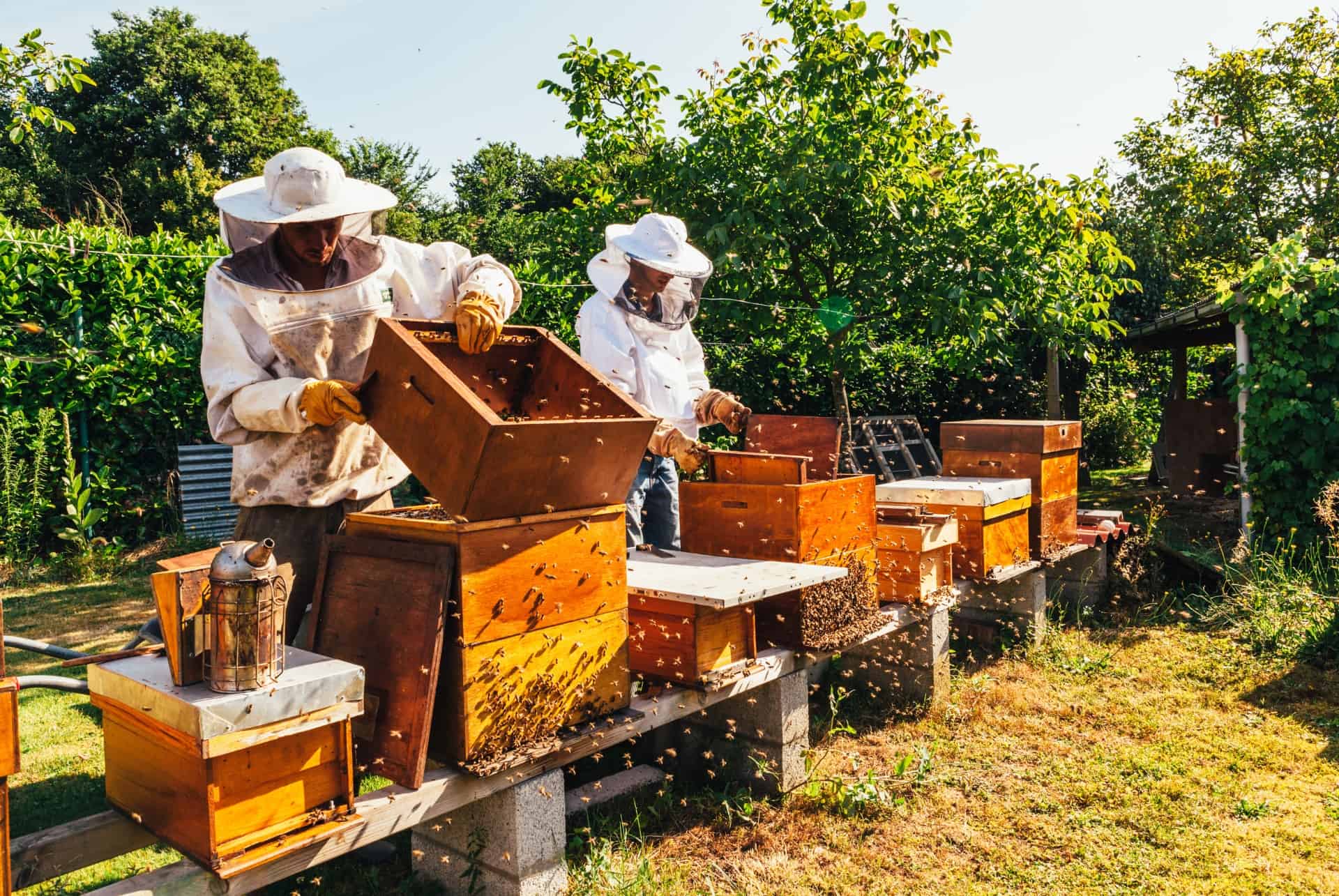 ferme apicole