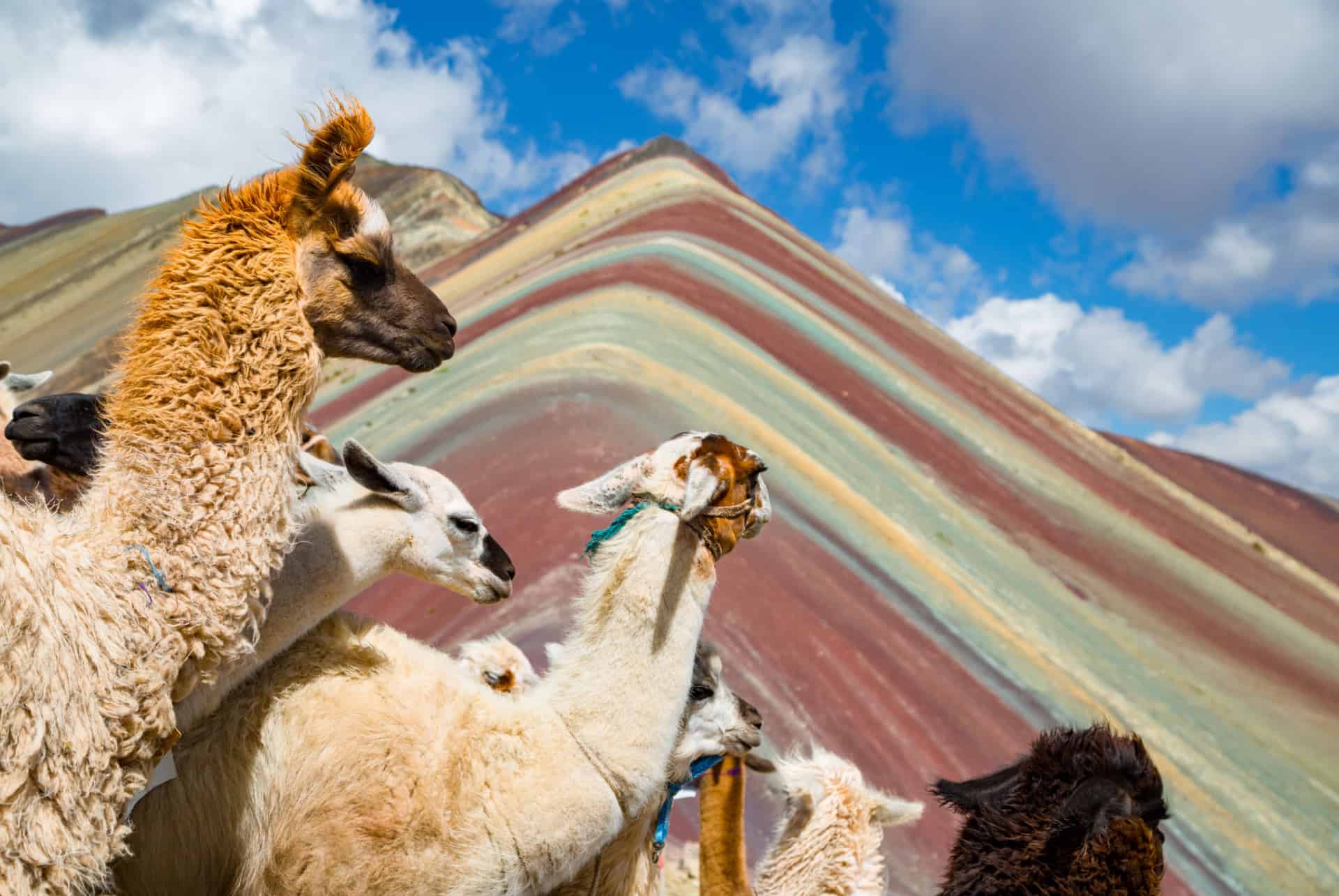 lamas vinicunca