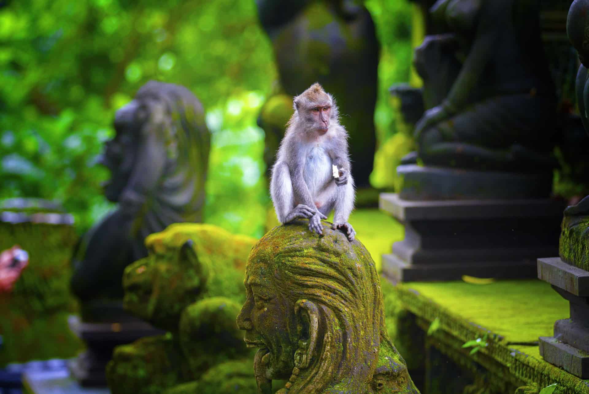 monkey forest monkey forest