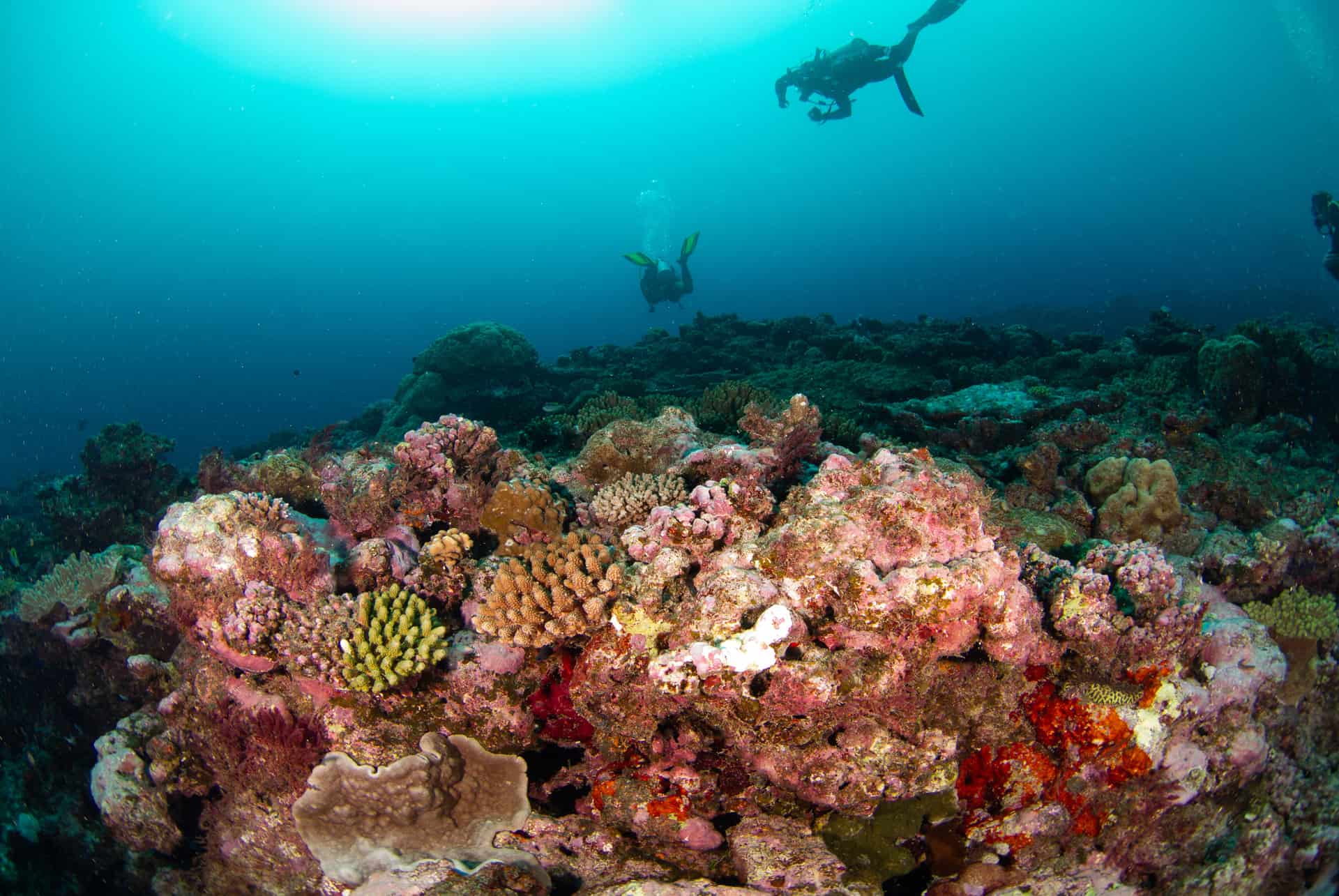 plongee nouvelle caledonie plongee que faire nouvelle caledonie