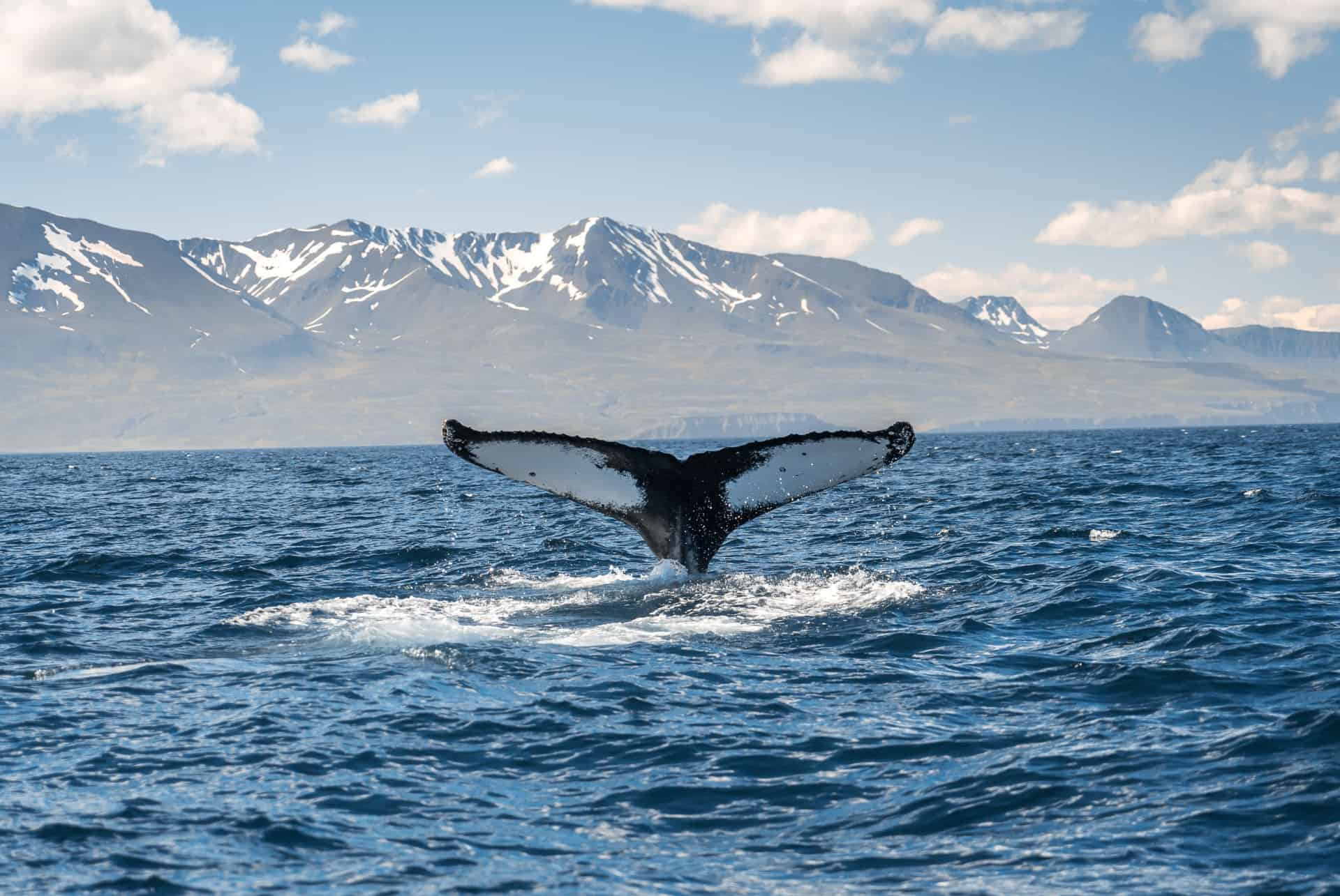 queue baleine islande