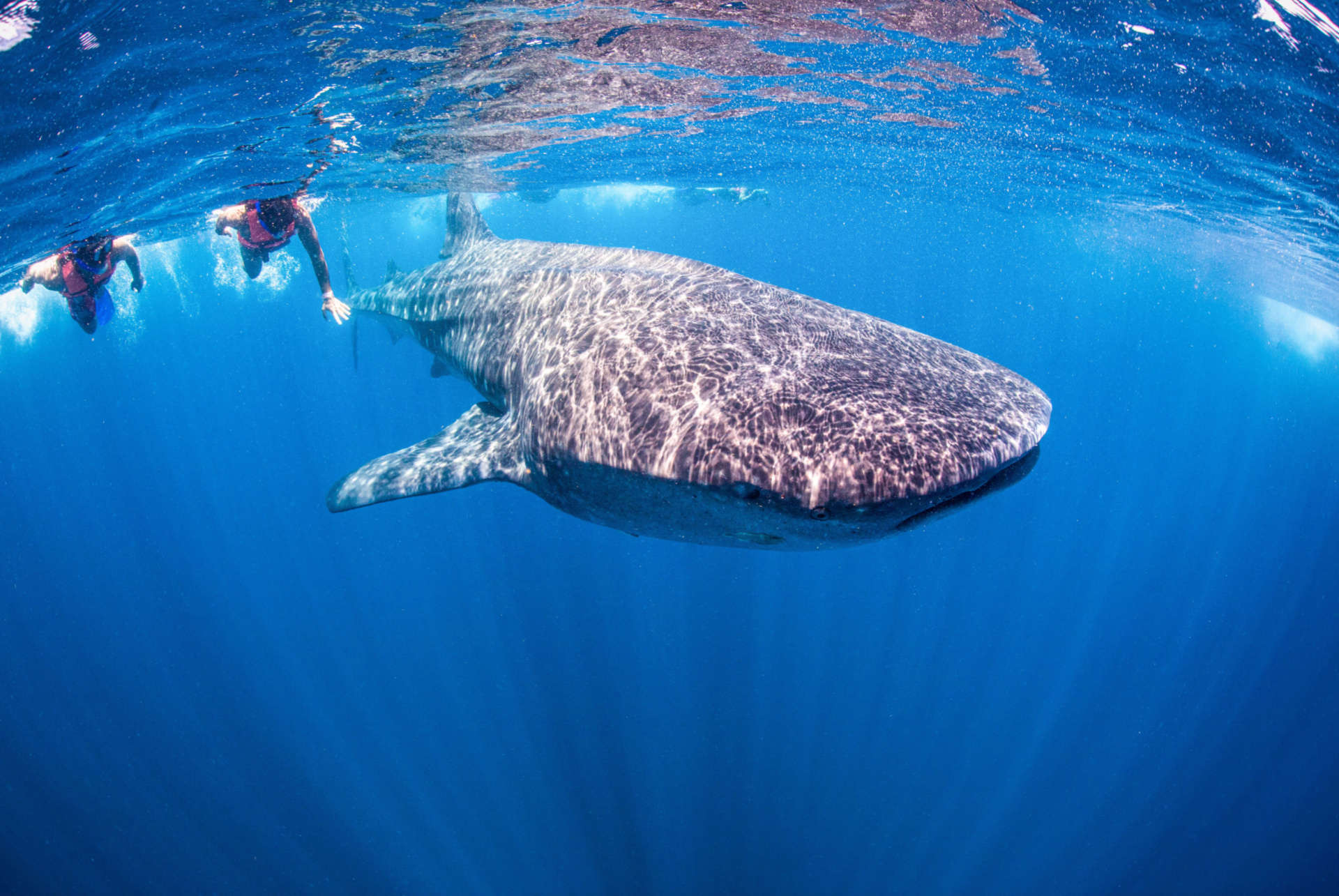 requin baleine