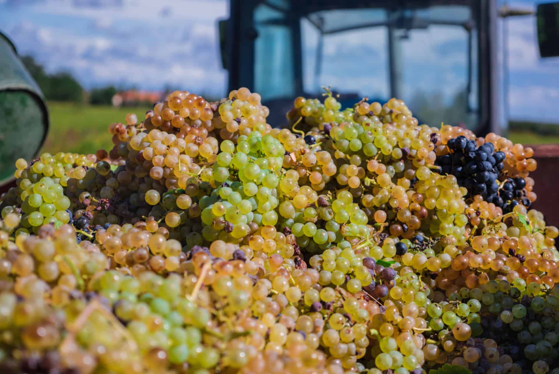 vins regionaux vins regionaux