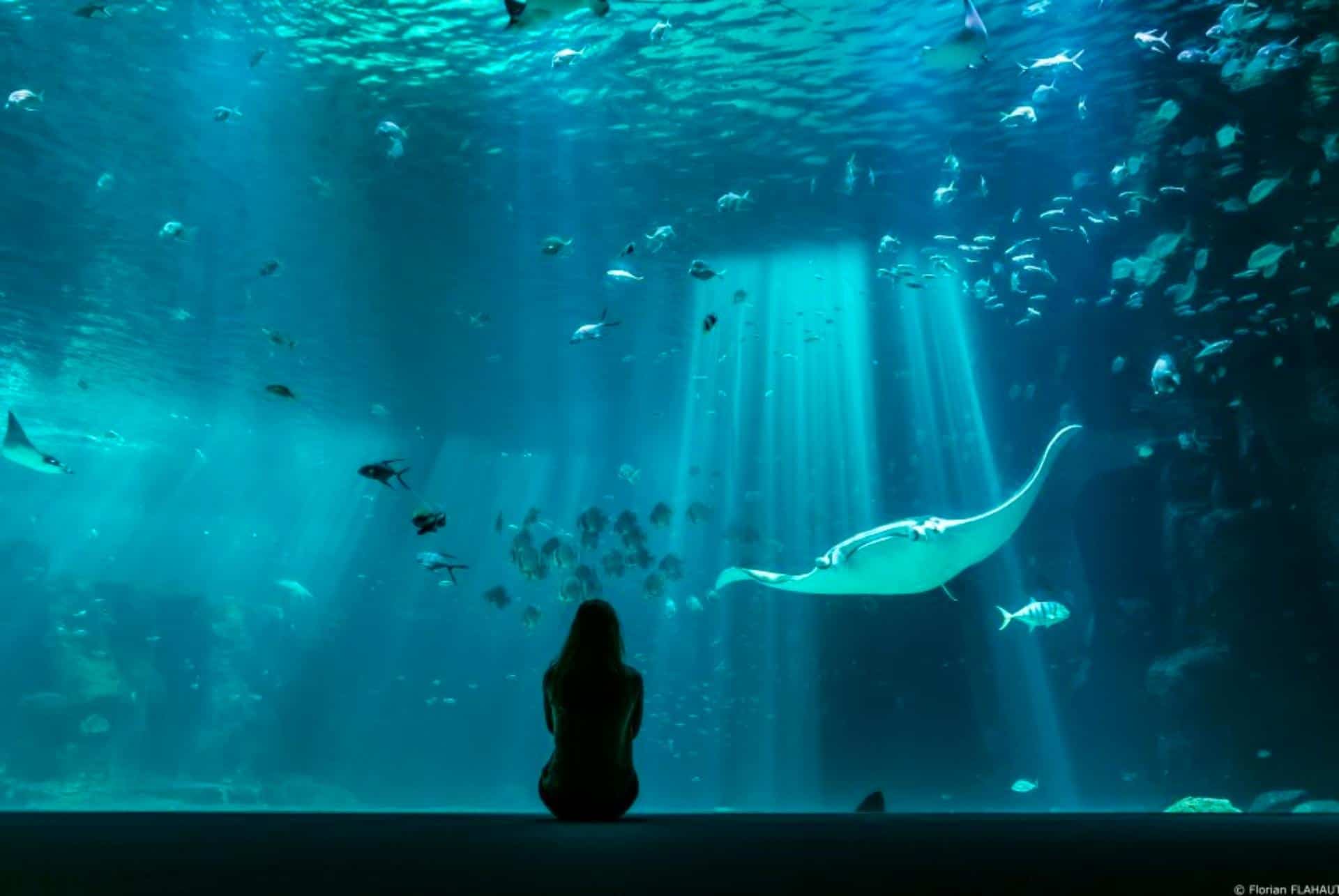aquarium nausicaa aquarium nausicaa