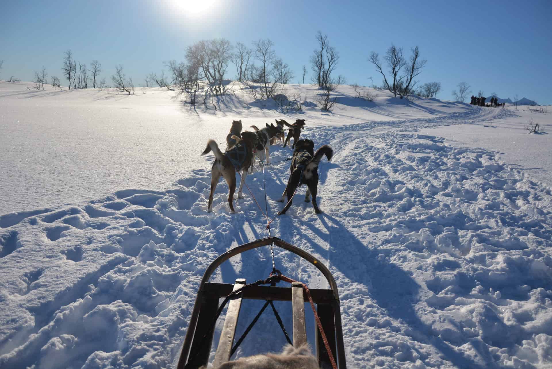 chiens de traineau tromso