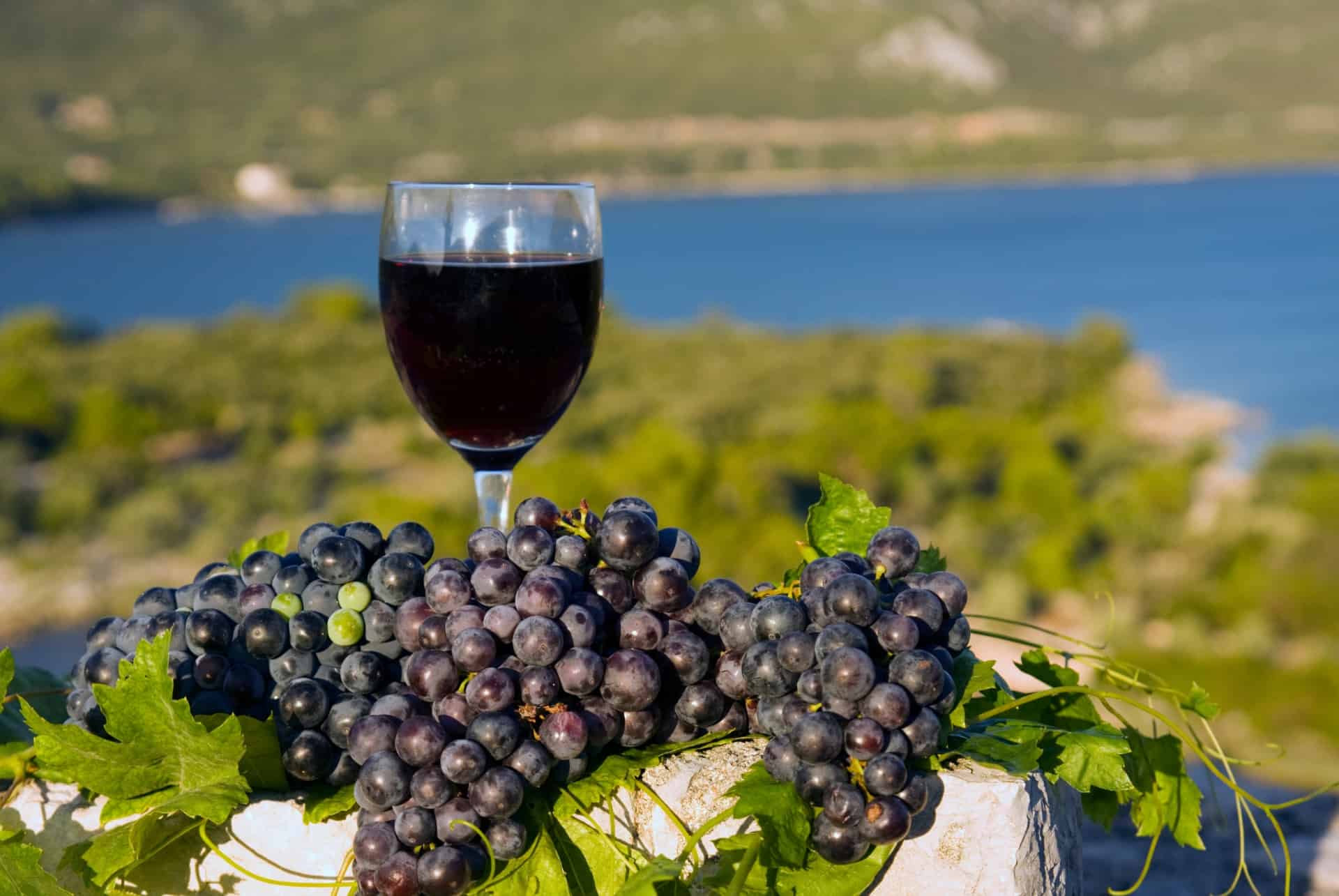 degustation de vin croatie degustation de vin croatie