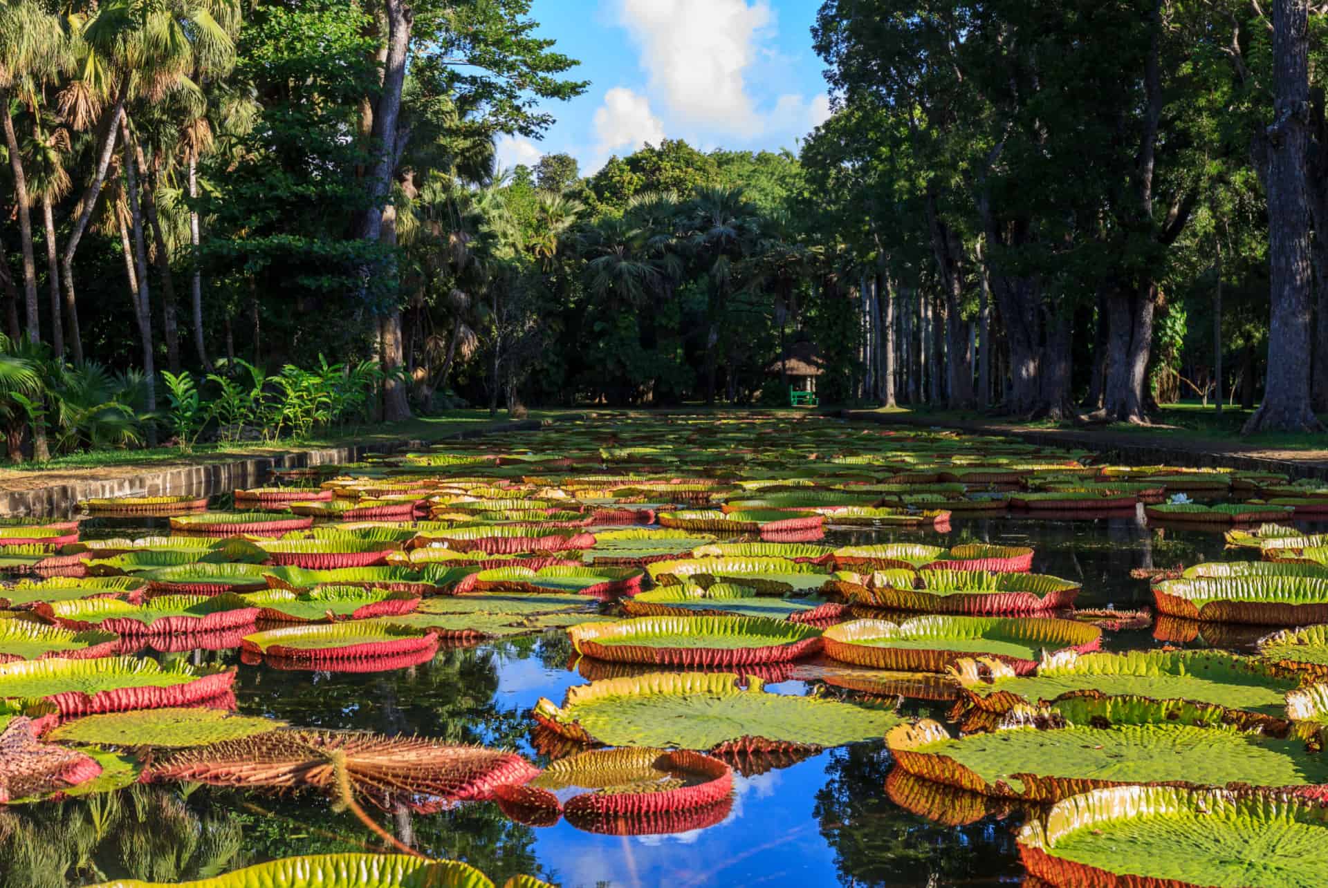 jardin de pamplemousses