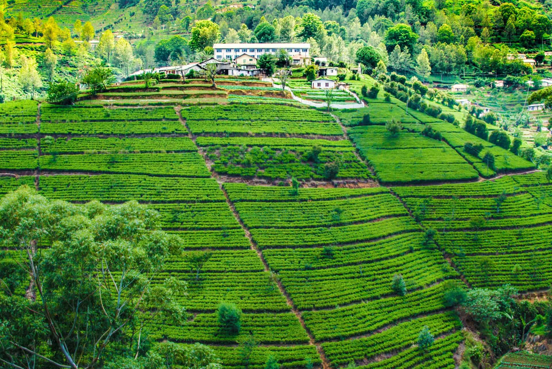 nuwara eliya