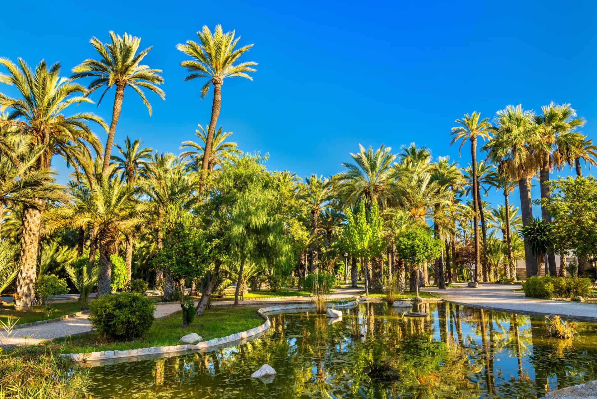 palmeraie elche palmeraie elche