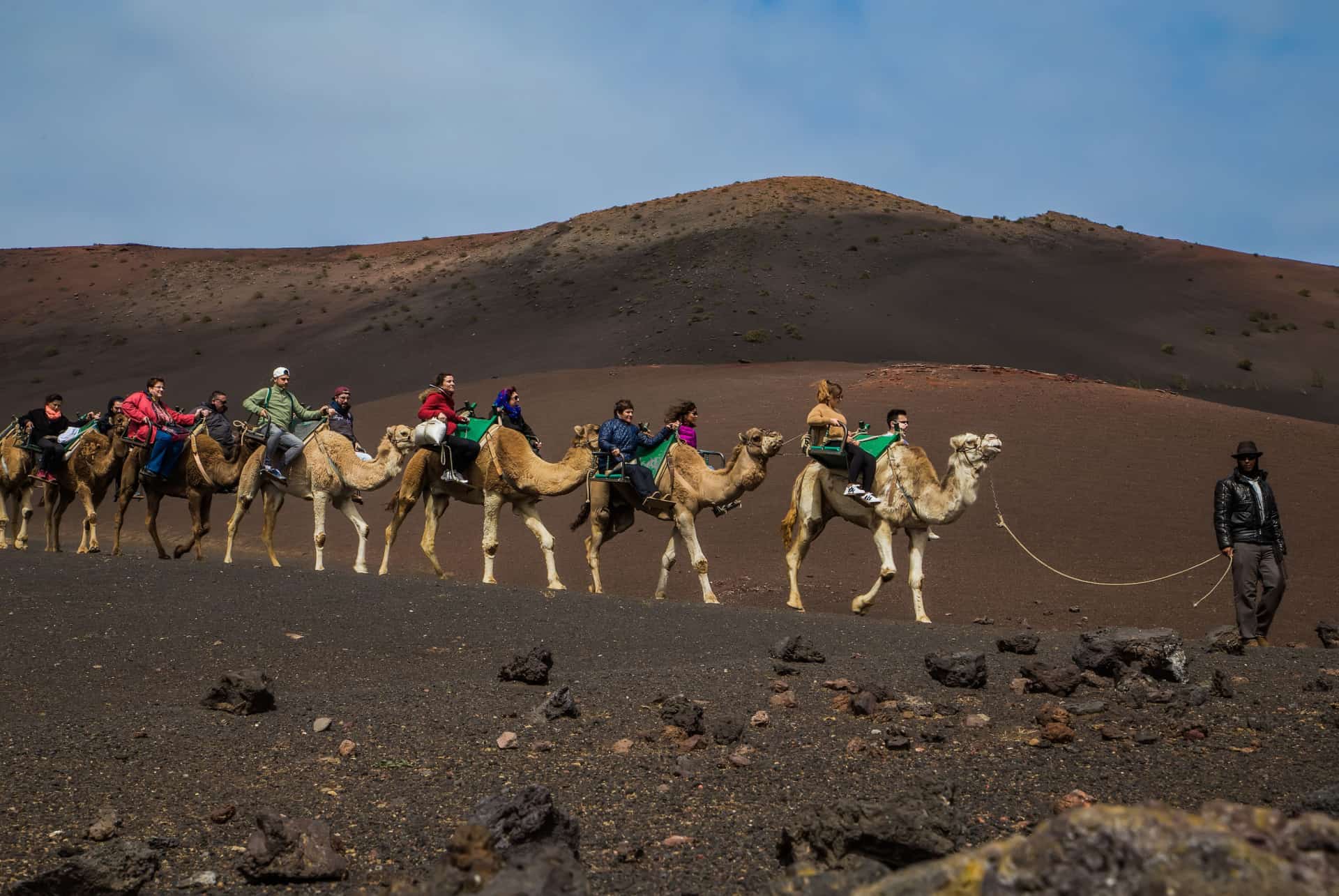 chameau canaries chameau
