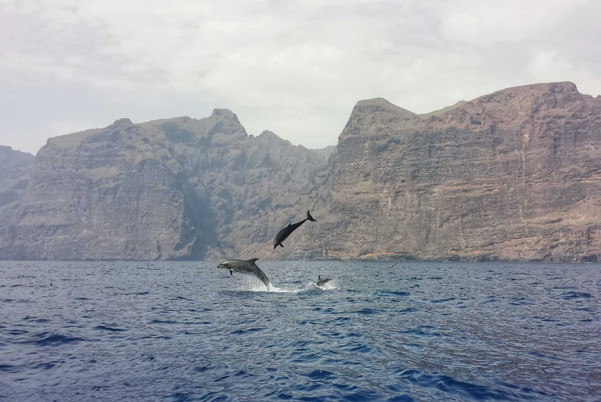 dauphins quand partir canaries