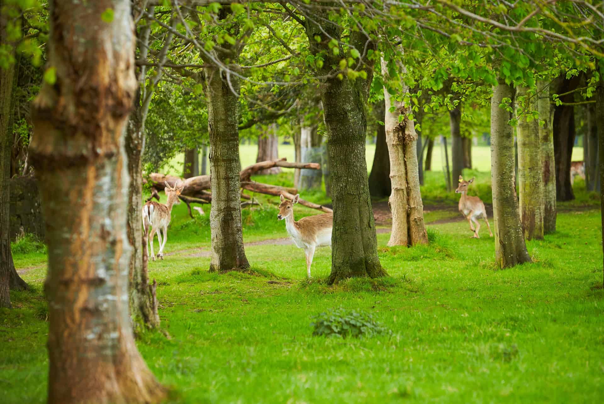 phoenix park dublin