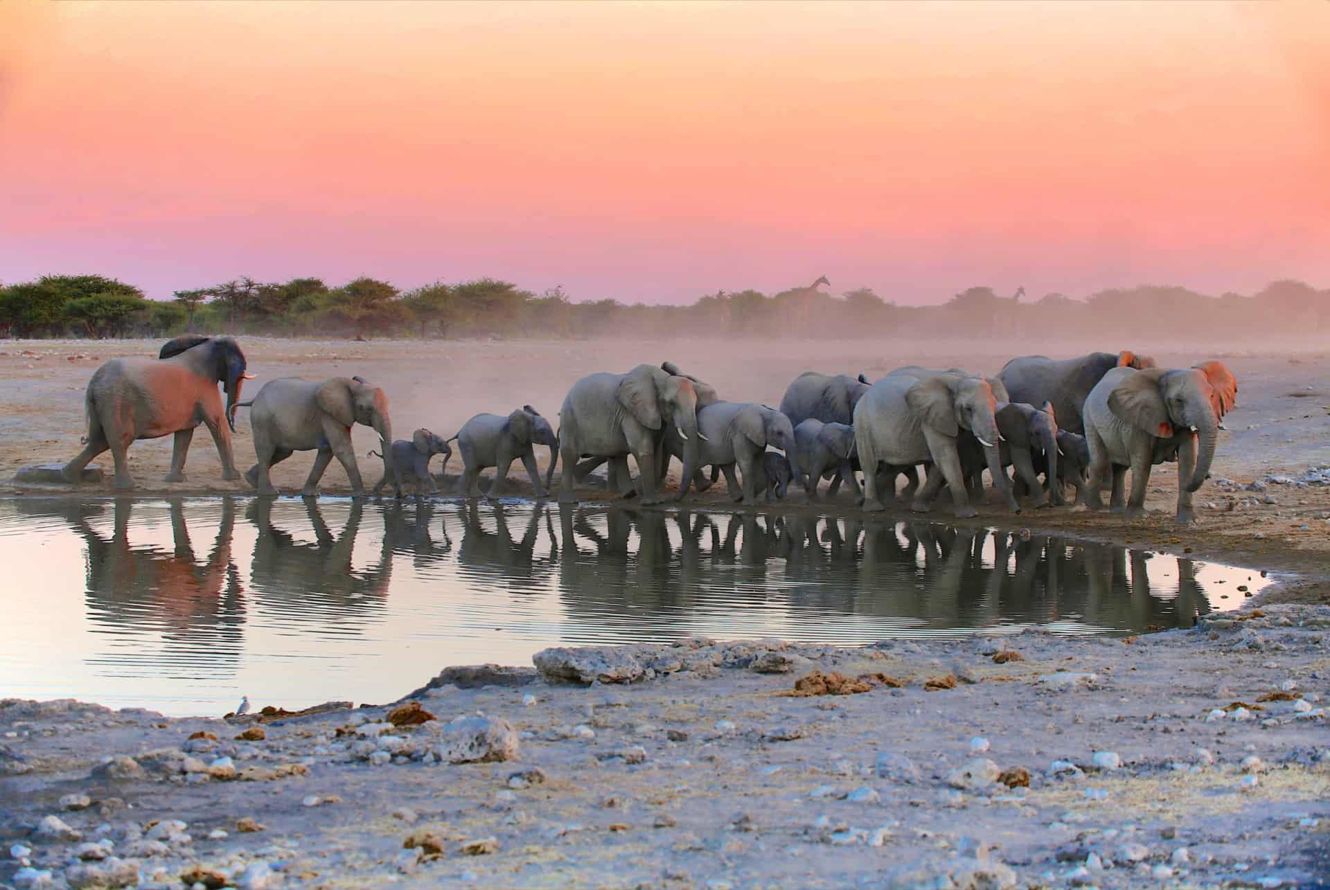 elephant etosha