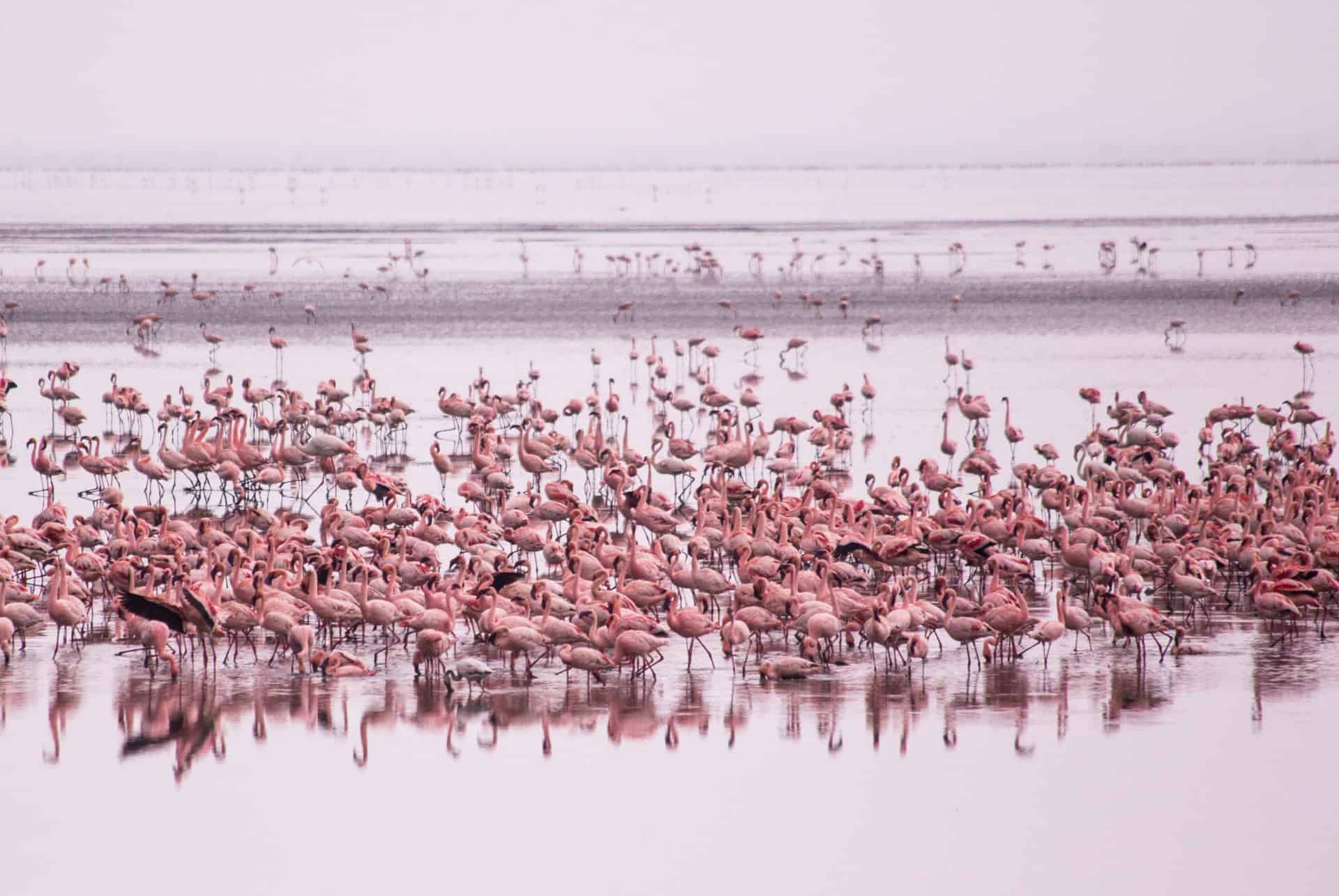 flamants roses quand partir en tanzanie