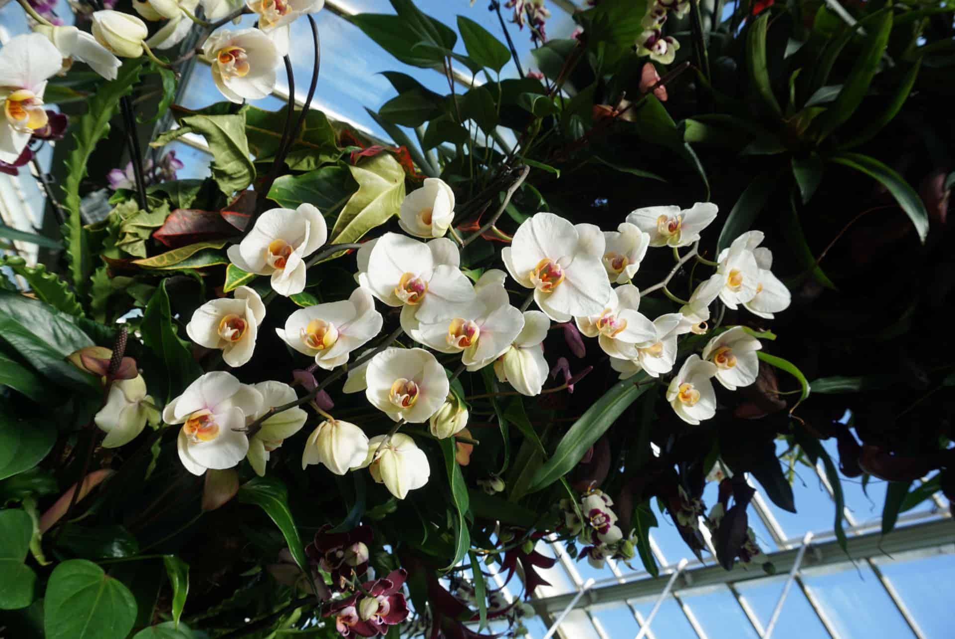 jardins kew jardins kew