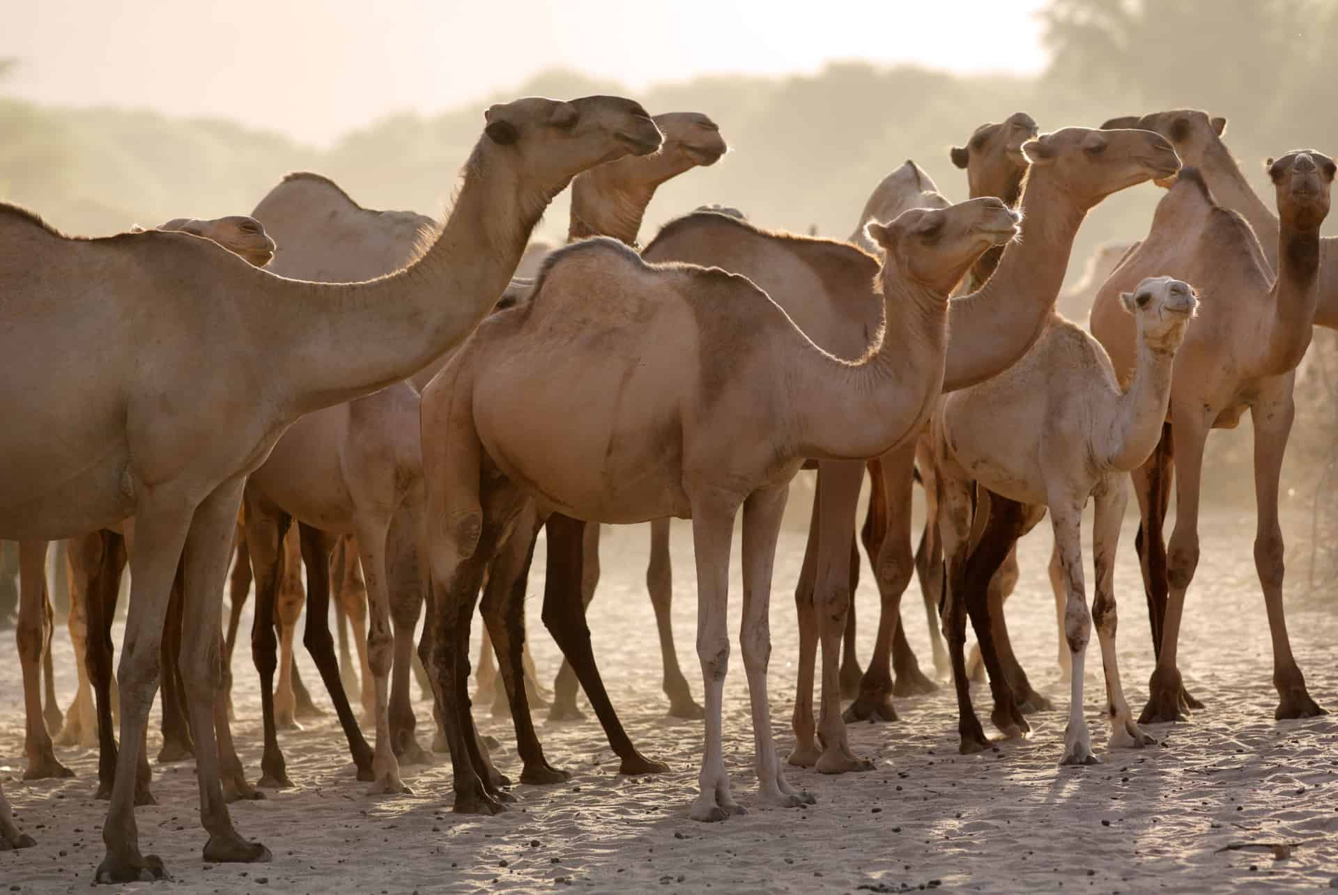 quand partir au kenya chameaux