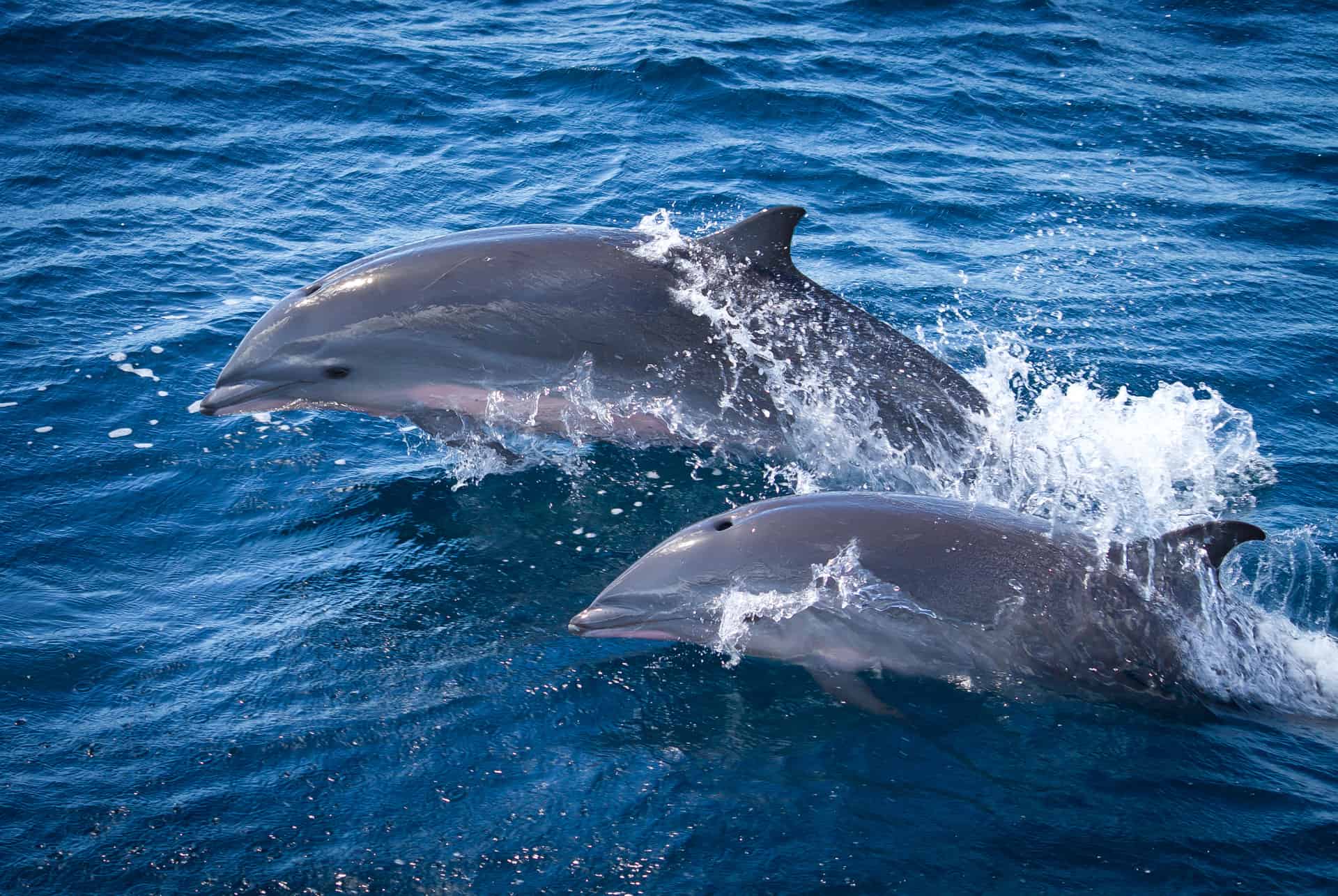 observer les dauphins en martinique