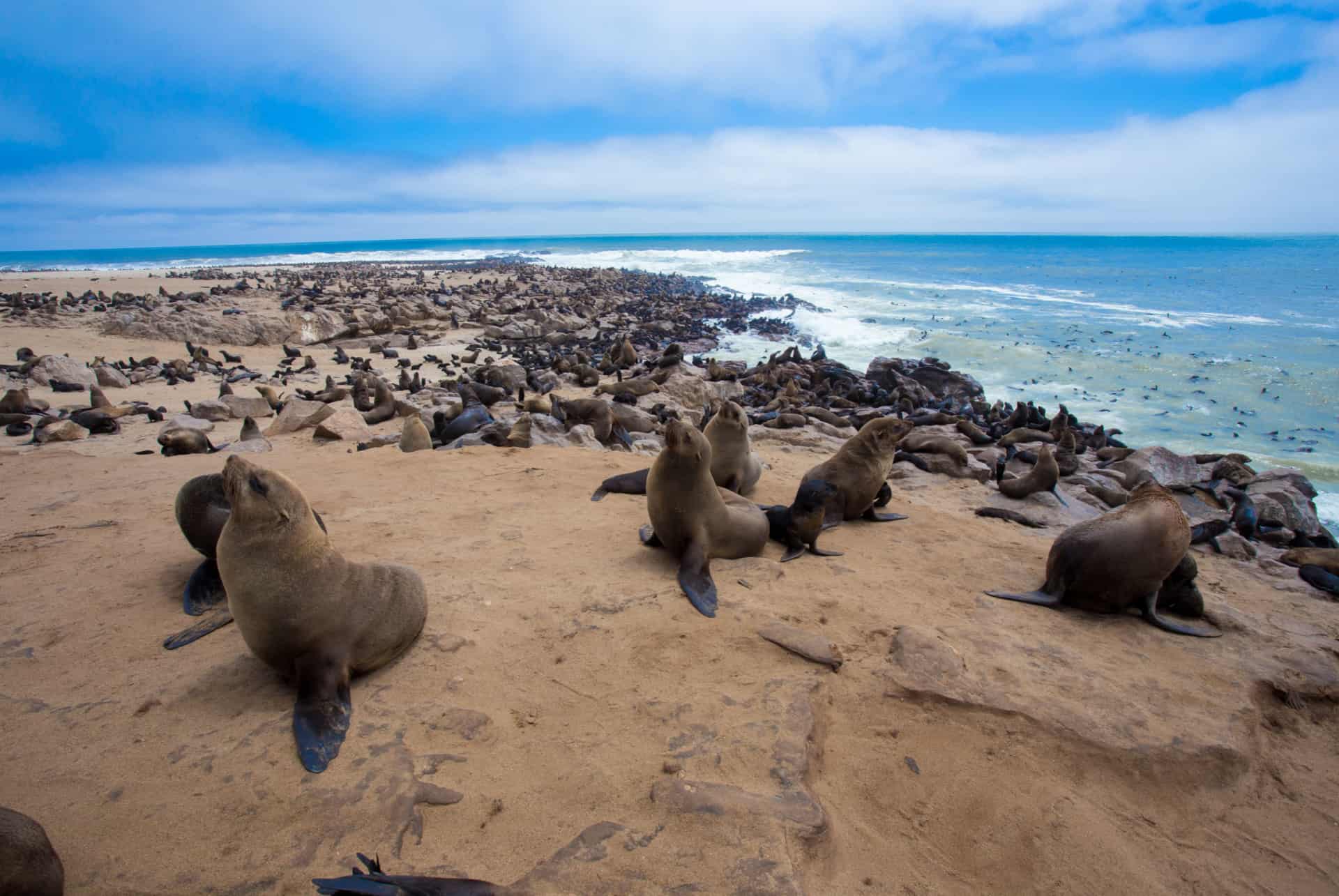 otaries cape cross