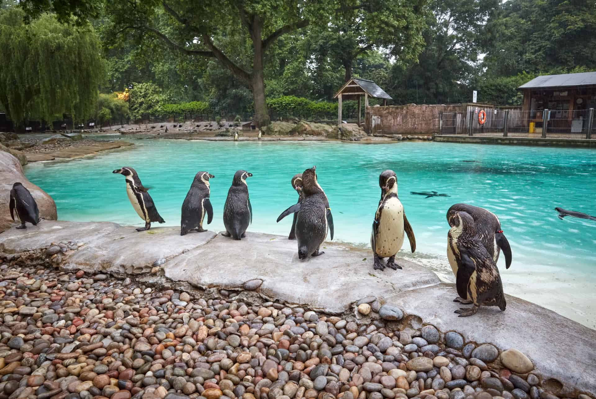 zoo de londres zoo de londres