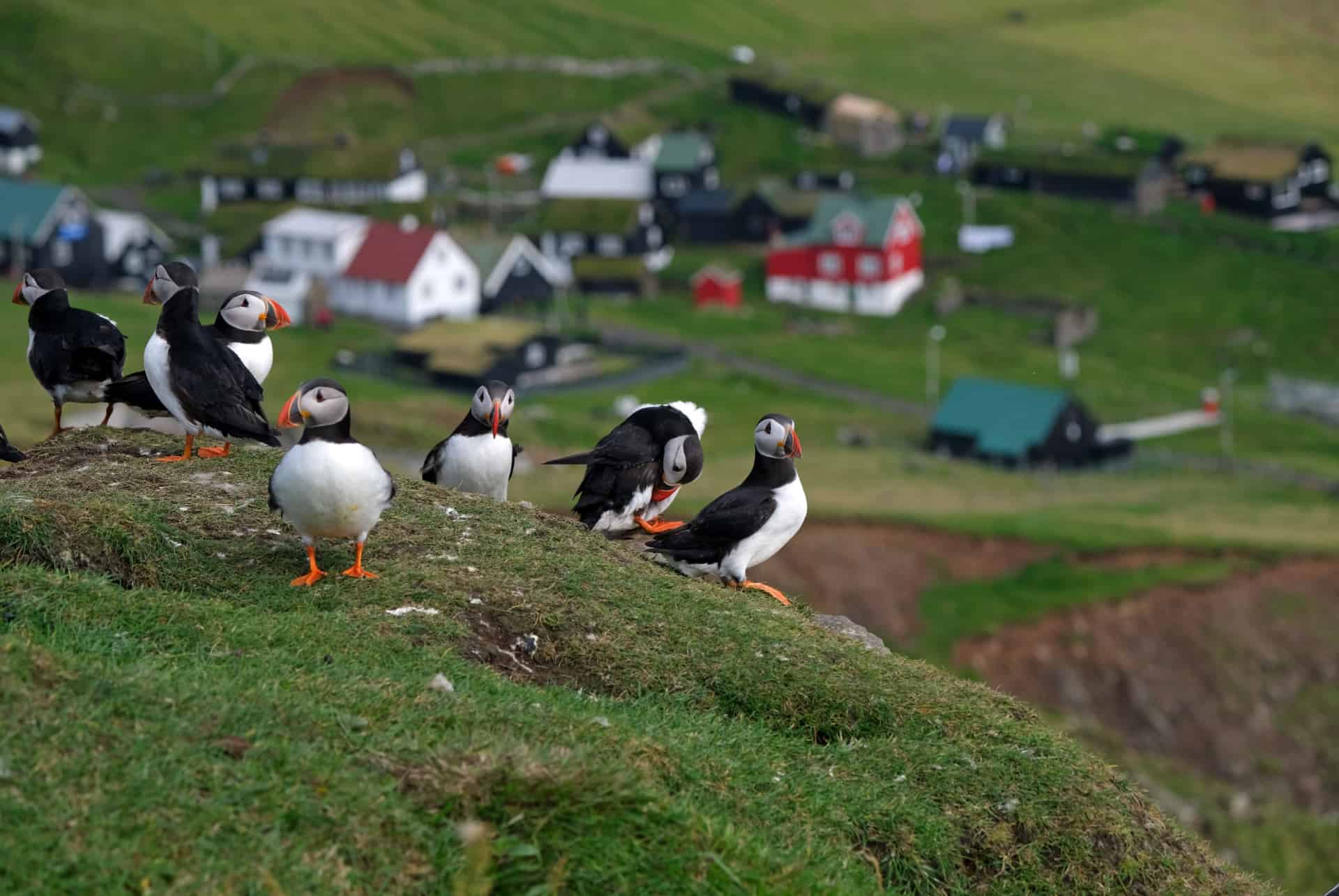 Mykines que faire iles feroe