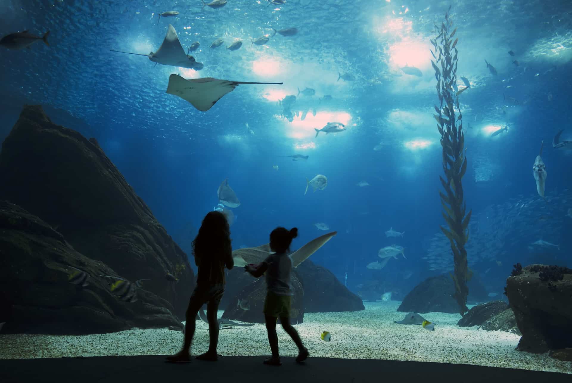 activites a lisbonne oceanarium