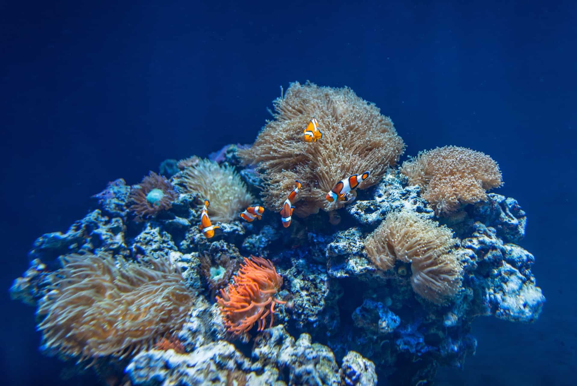 aquarium lisbonne