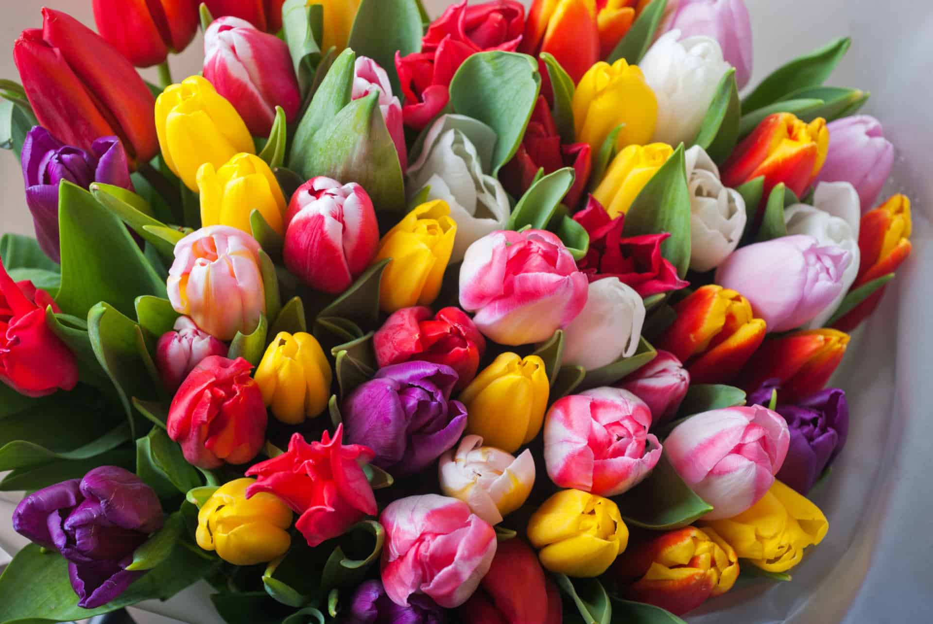 bouquet de tulipes