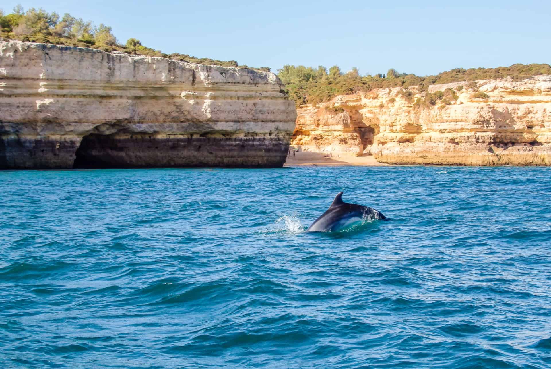 dauphins en algarve