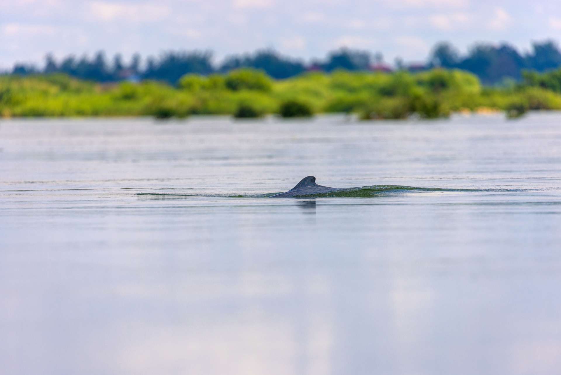 dauphins irrawaddy