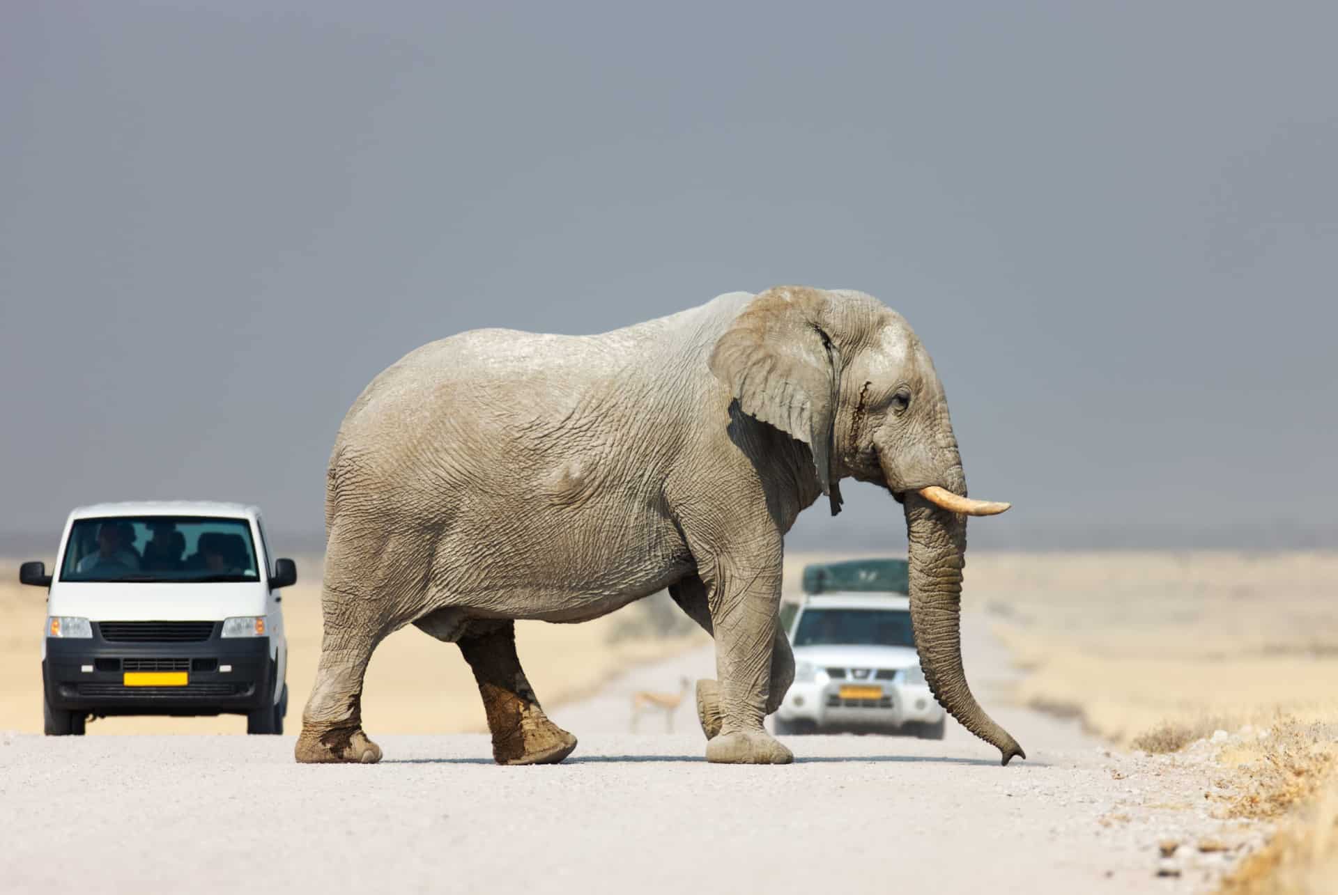 etosha etosha